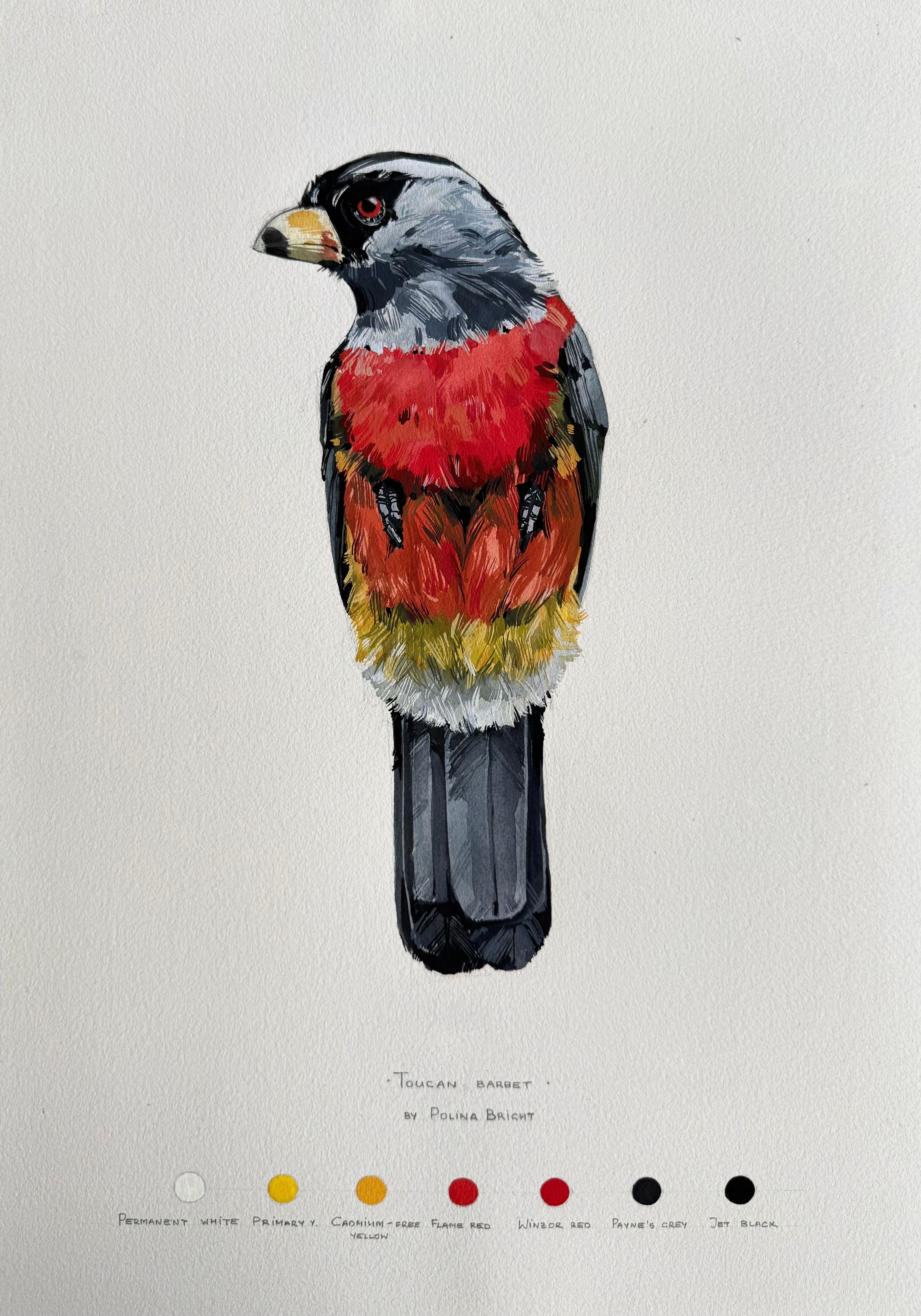 Toucan barbet
