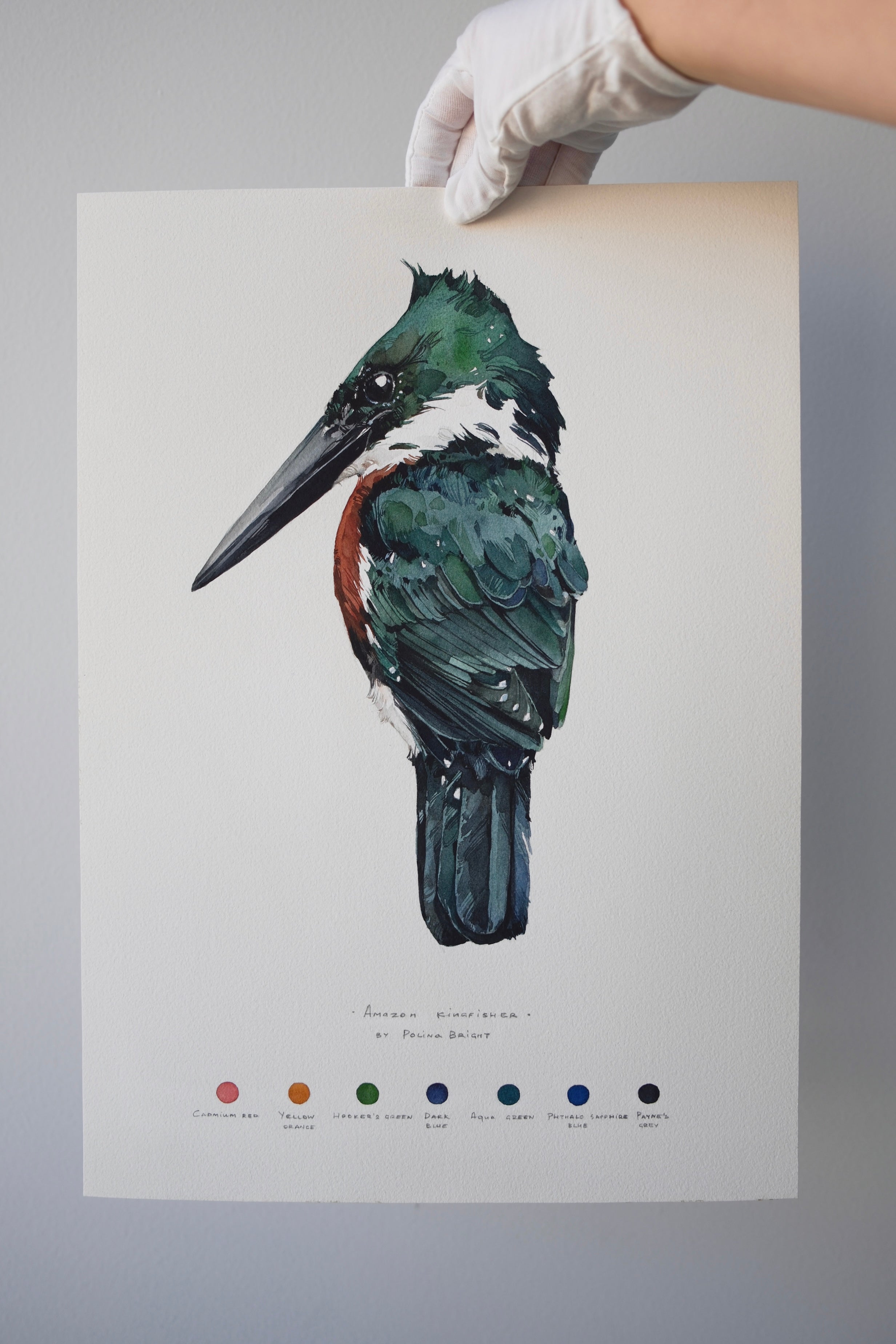 Amazon kingfisher