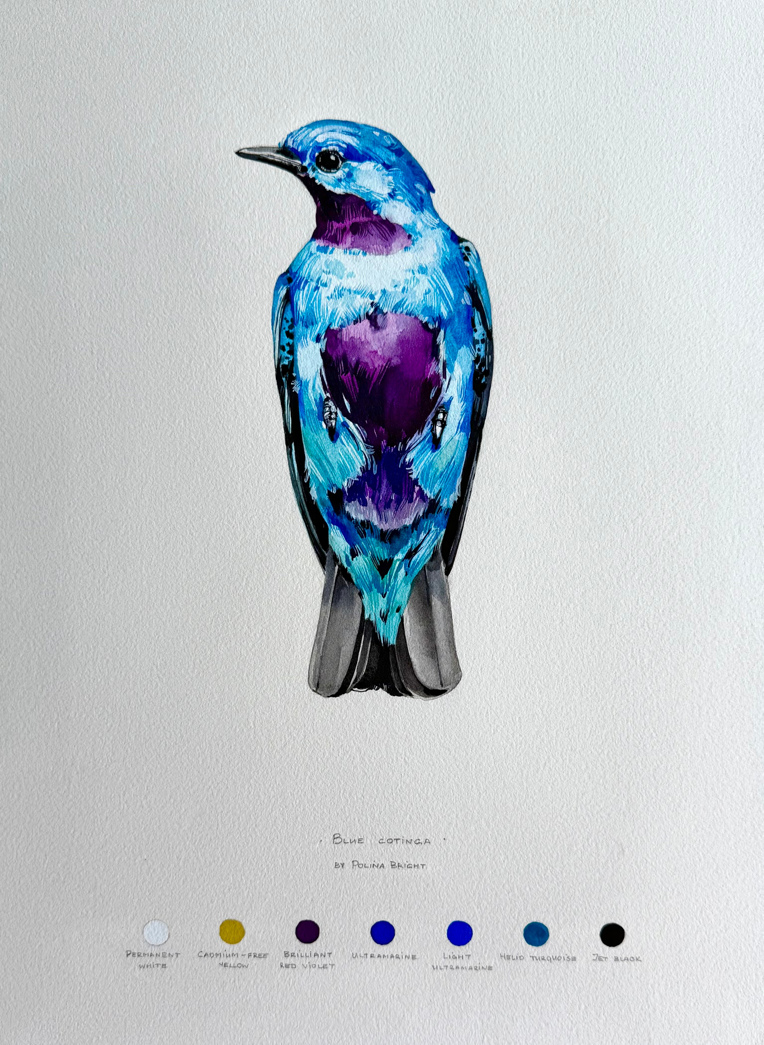 Blue cotinga