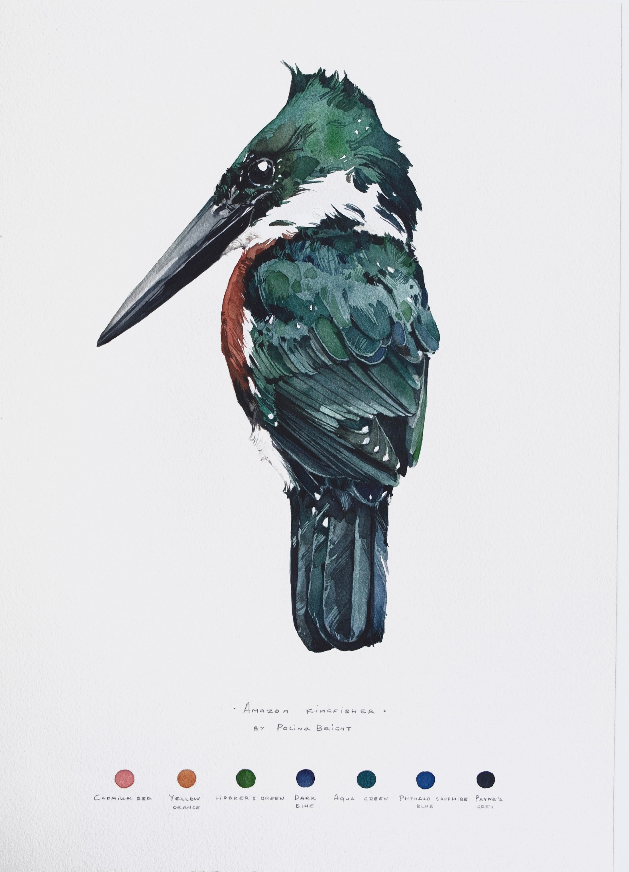 Amazon kingfisher