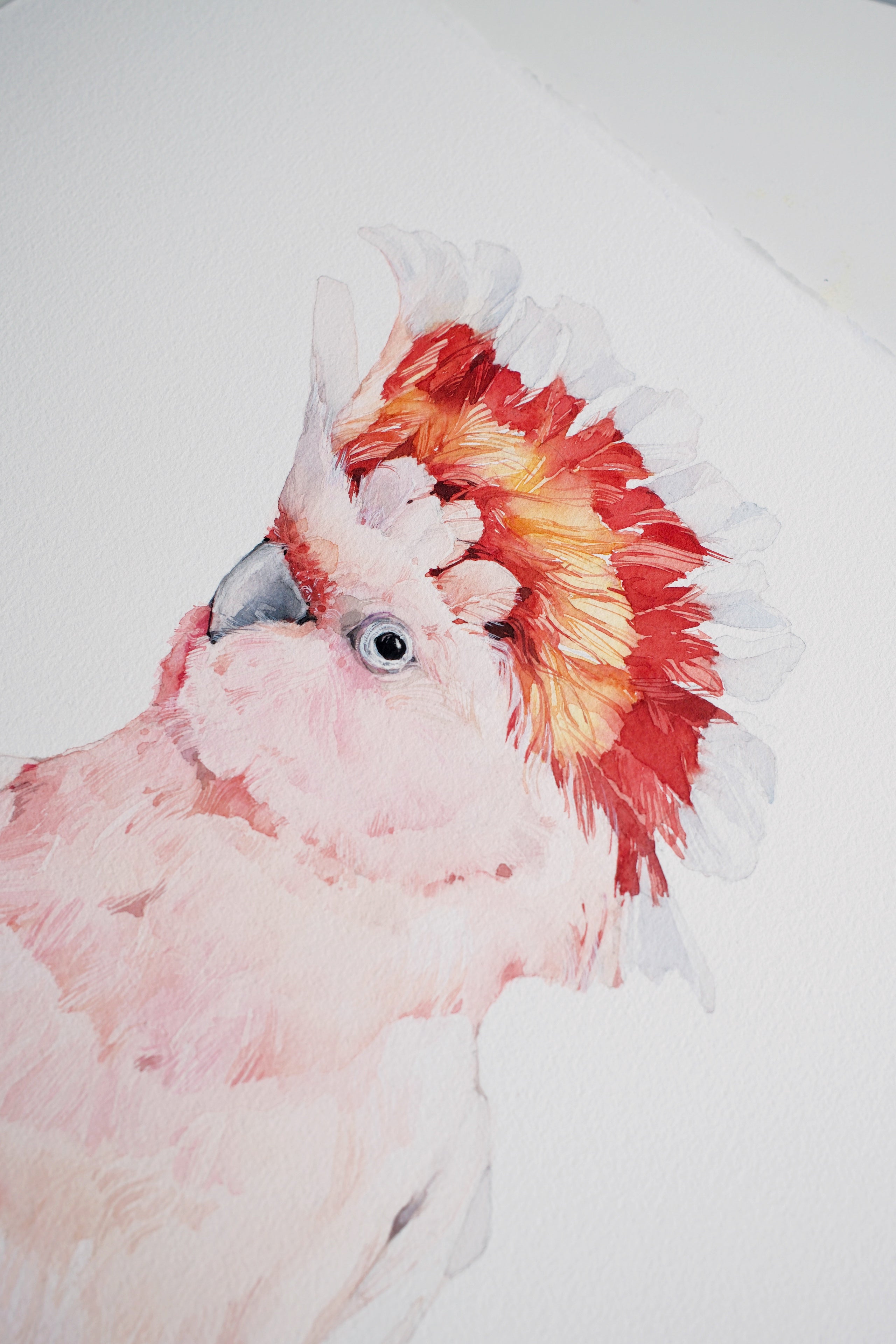 Pink cockatoo (male)