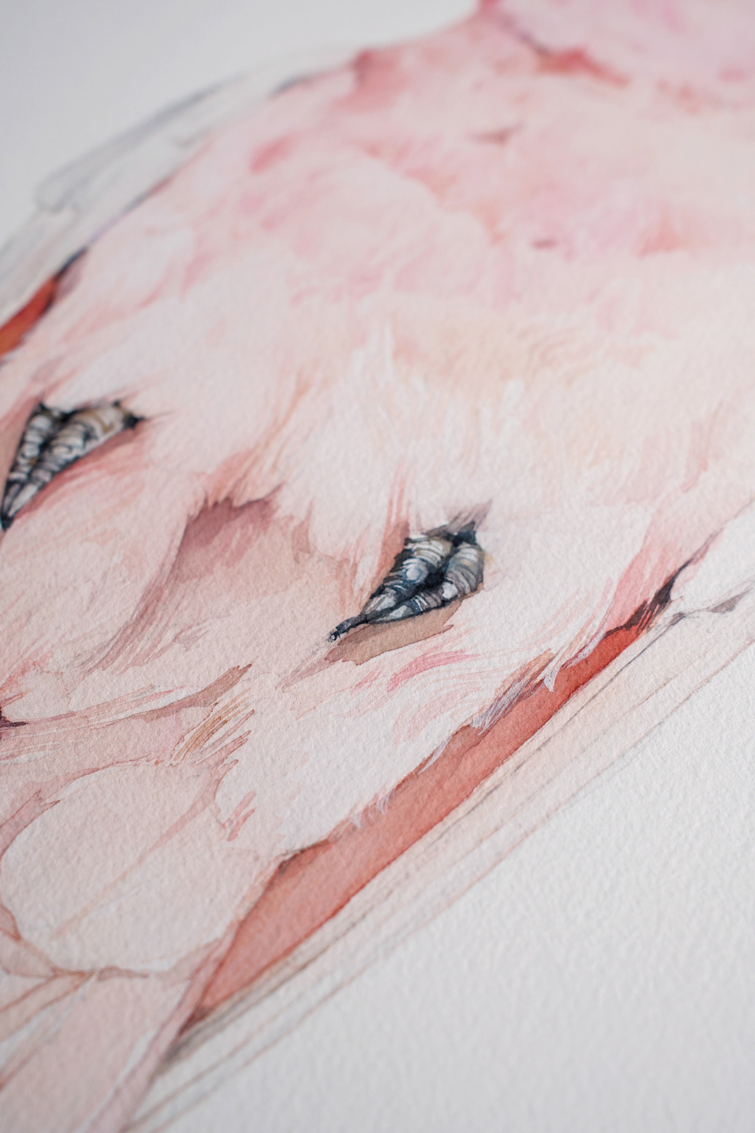 Pink cockatoo (male)