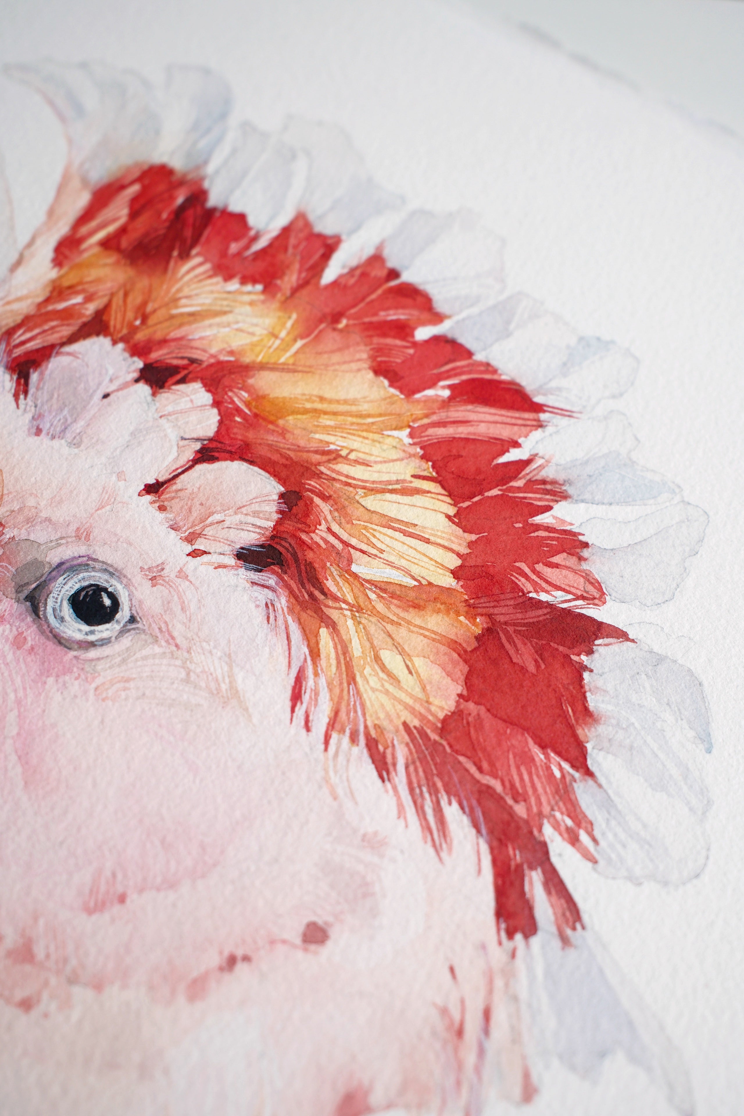 Pink cockatoo (male)