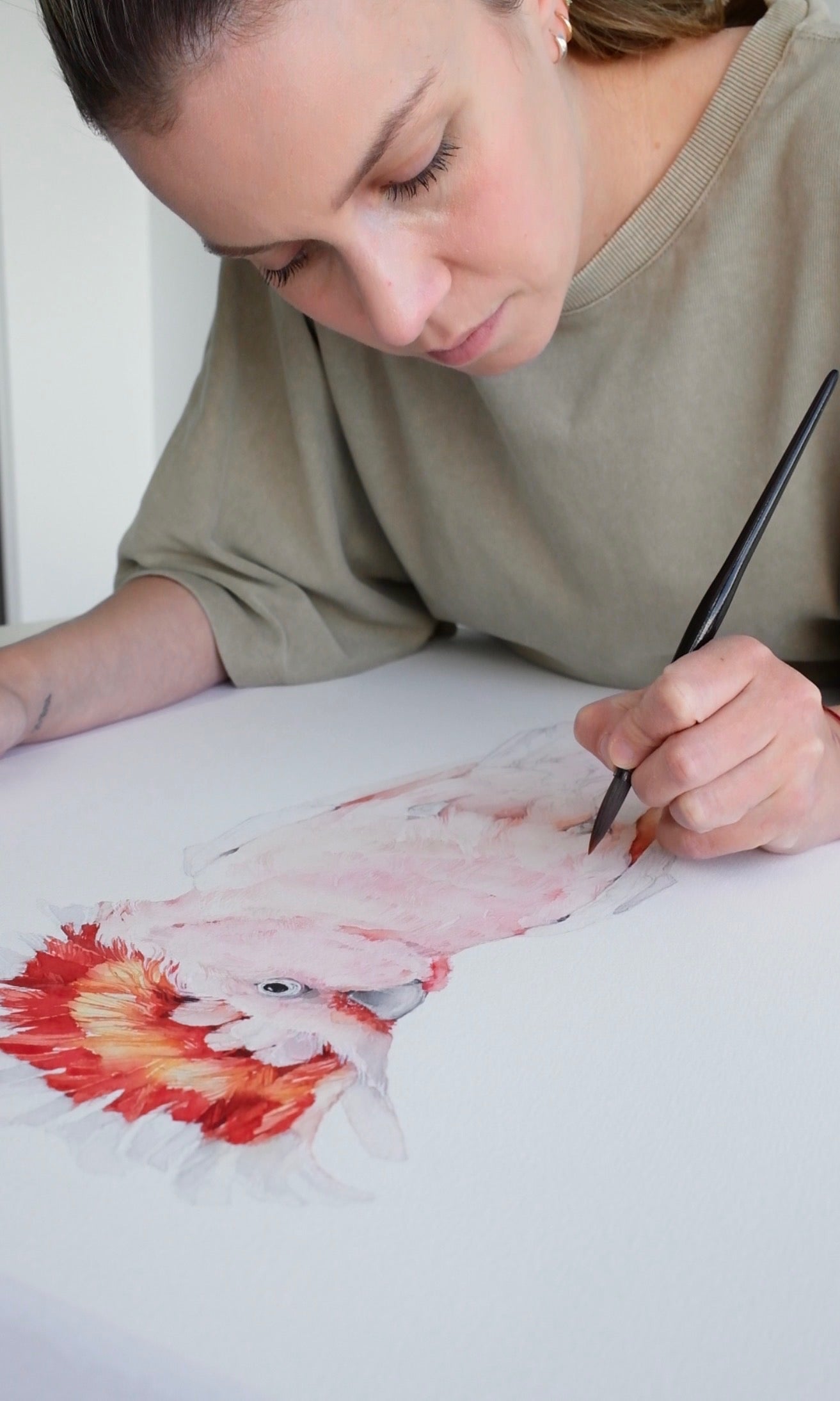 Pink cockatoo (male)