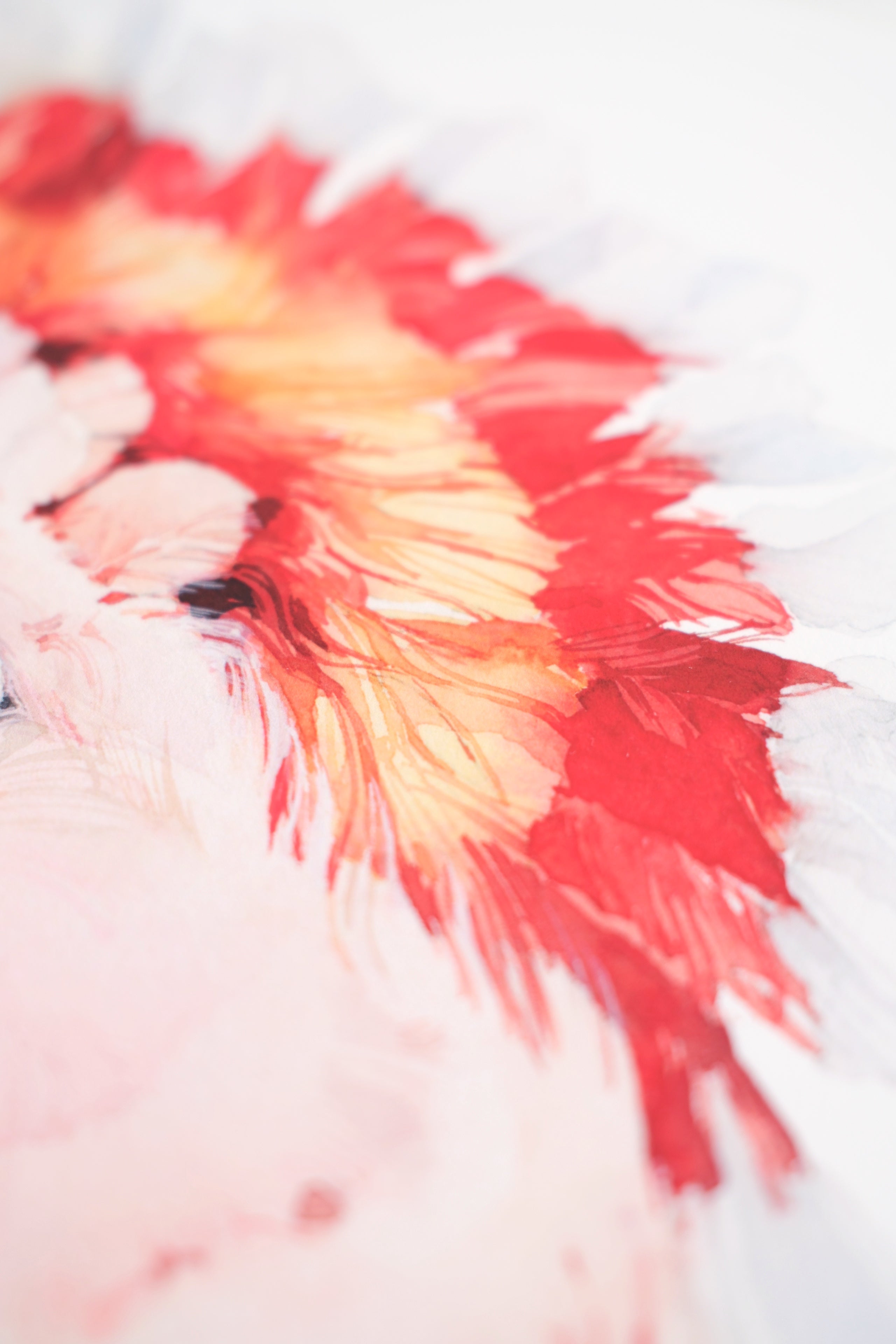 Pink cockatoo (male)