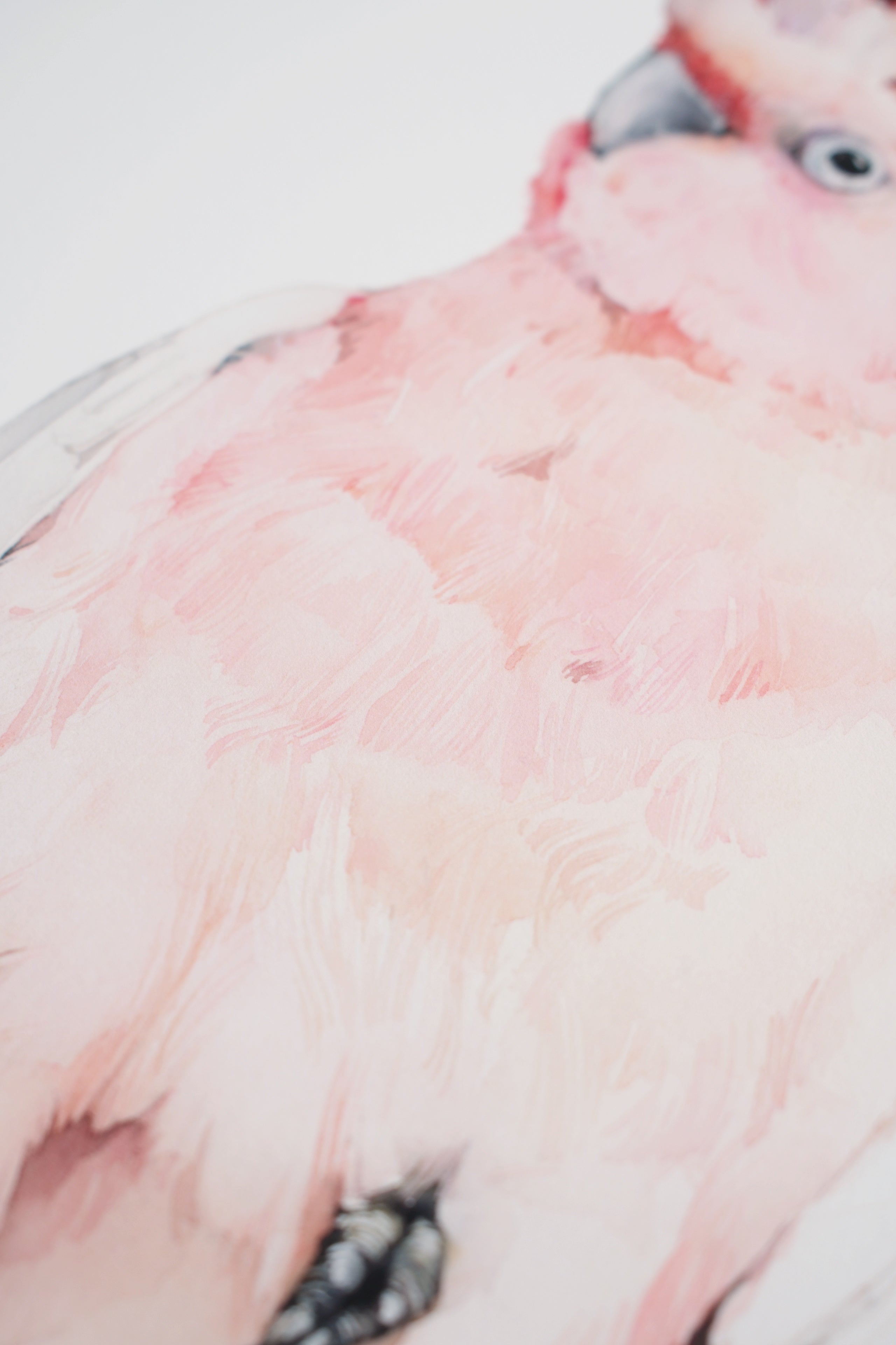 Pink cockatoo (male)