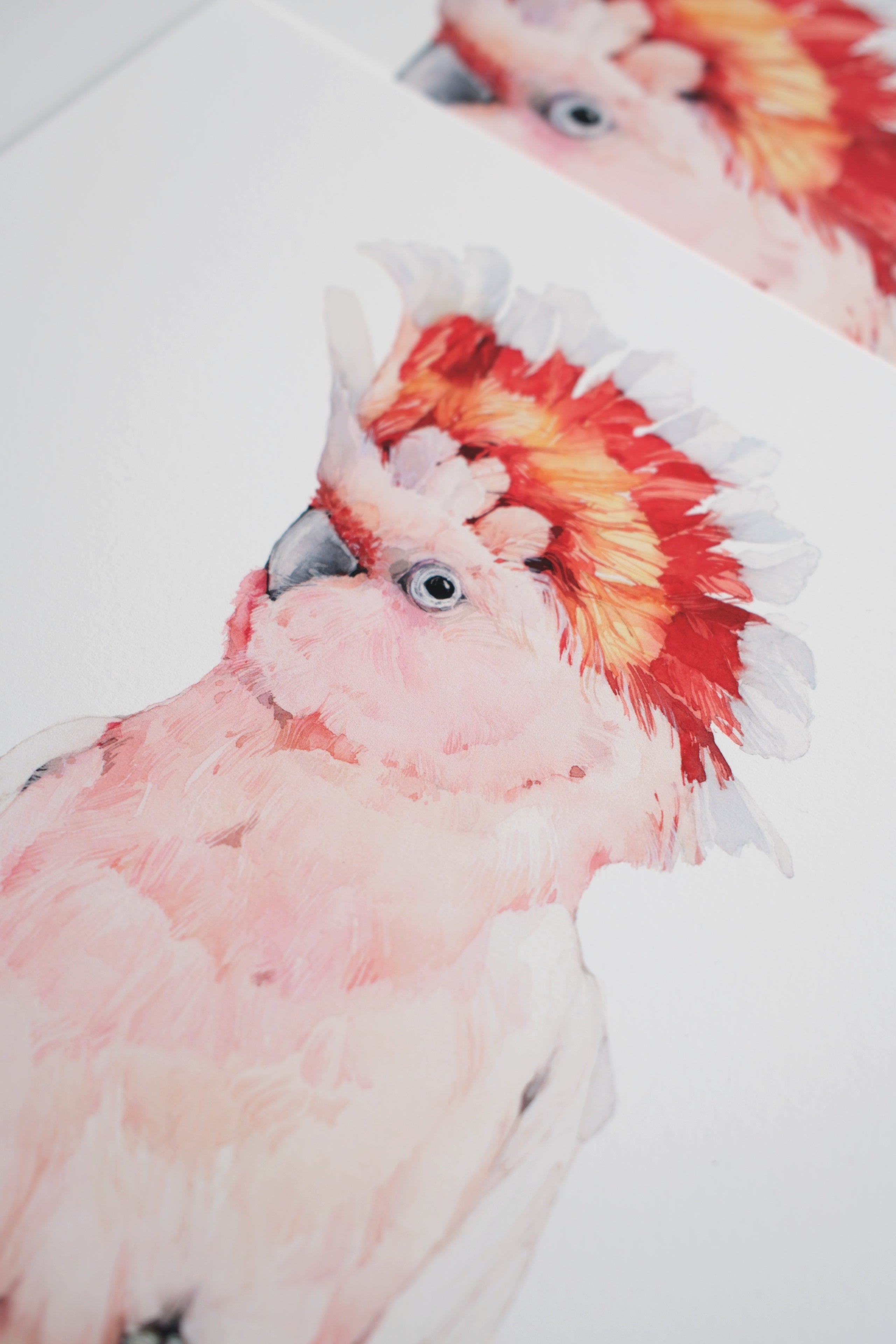 Pink cockatoo (male)