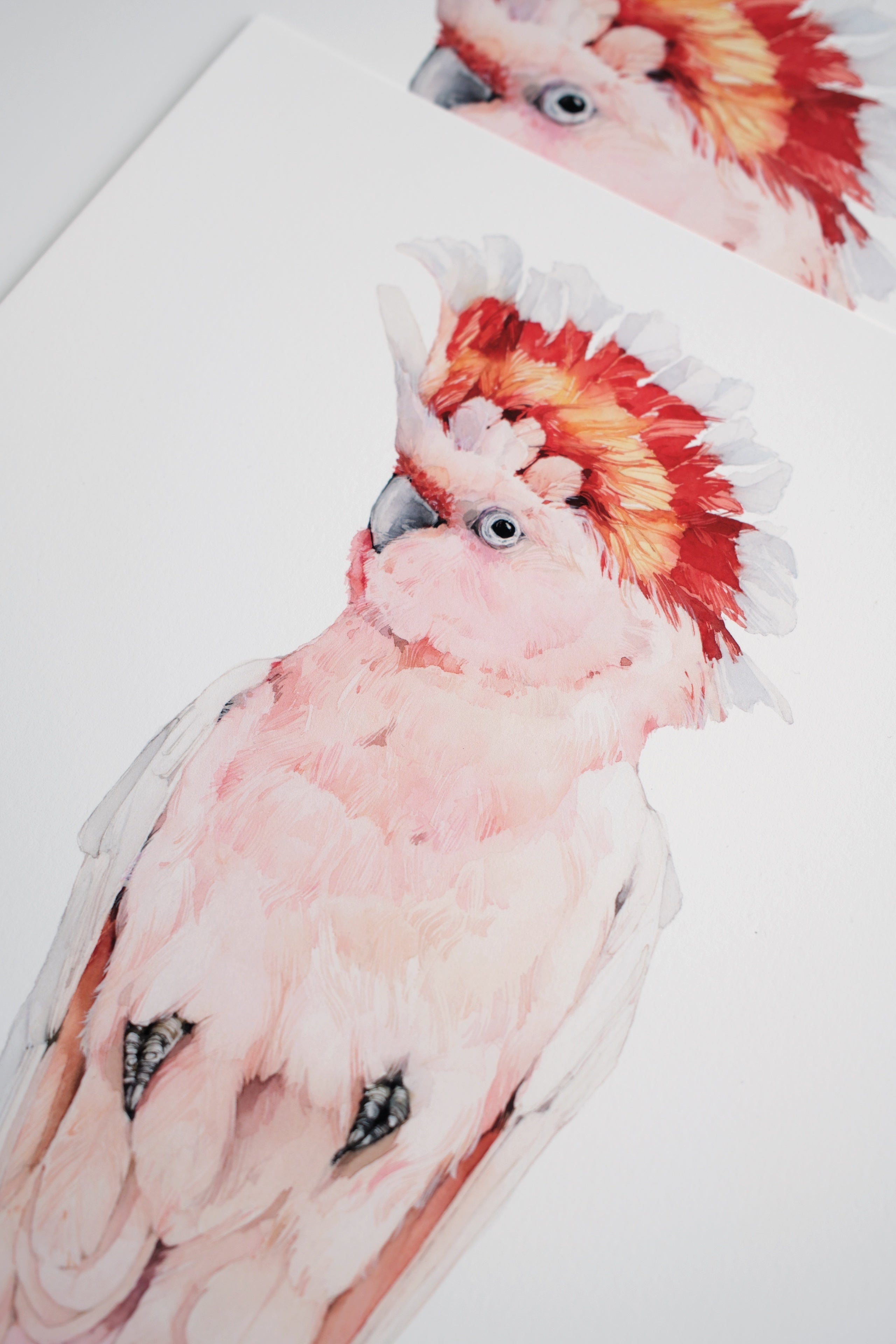 Pink cockatoo (male)