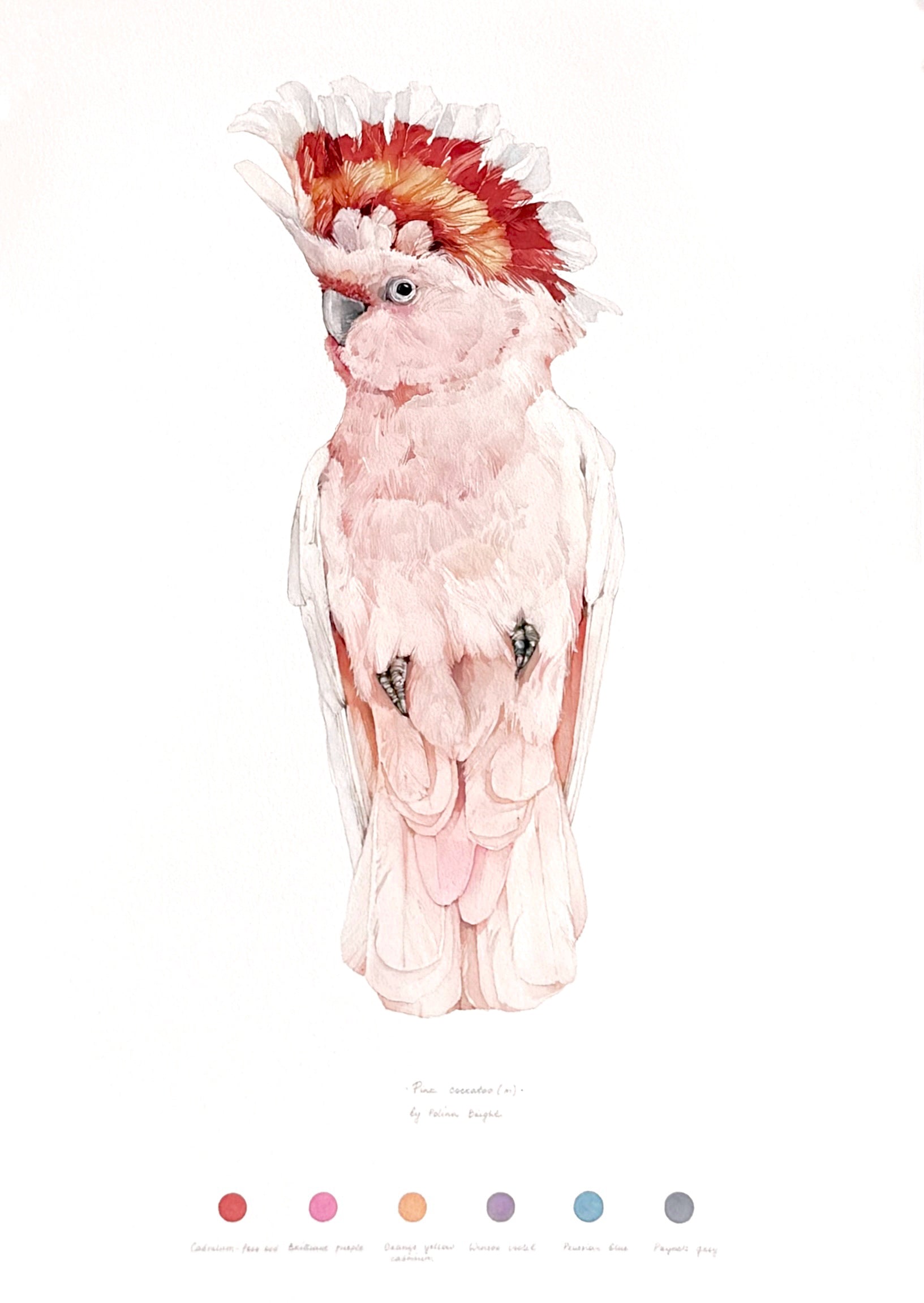 Pink cockatoo (male)