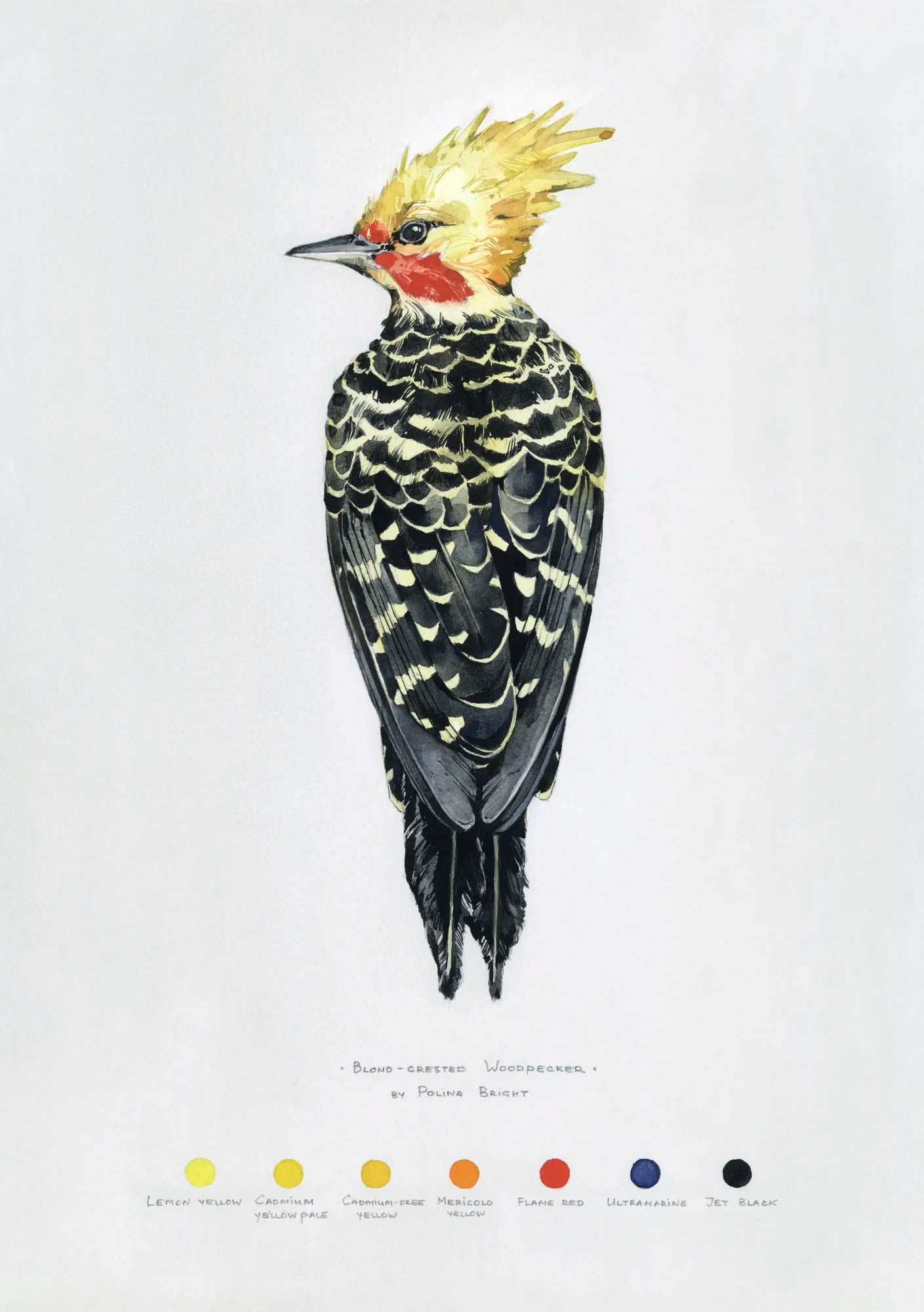 Blond-crested woodpecker