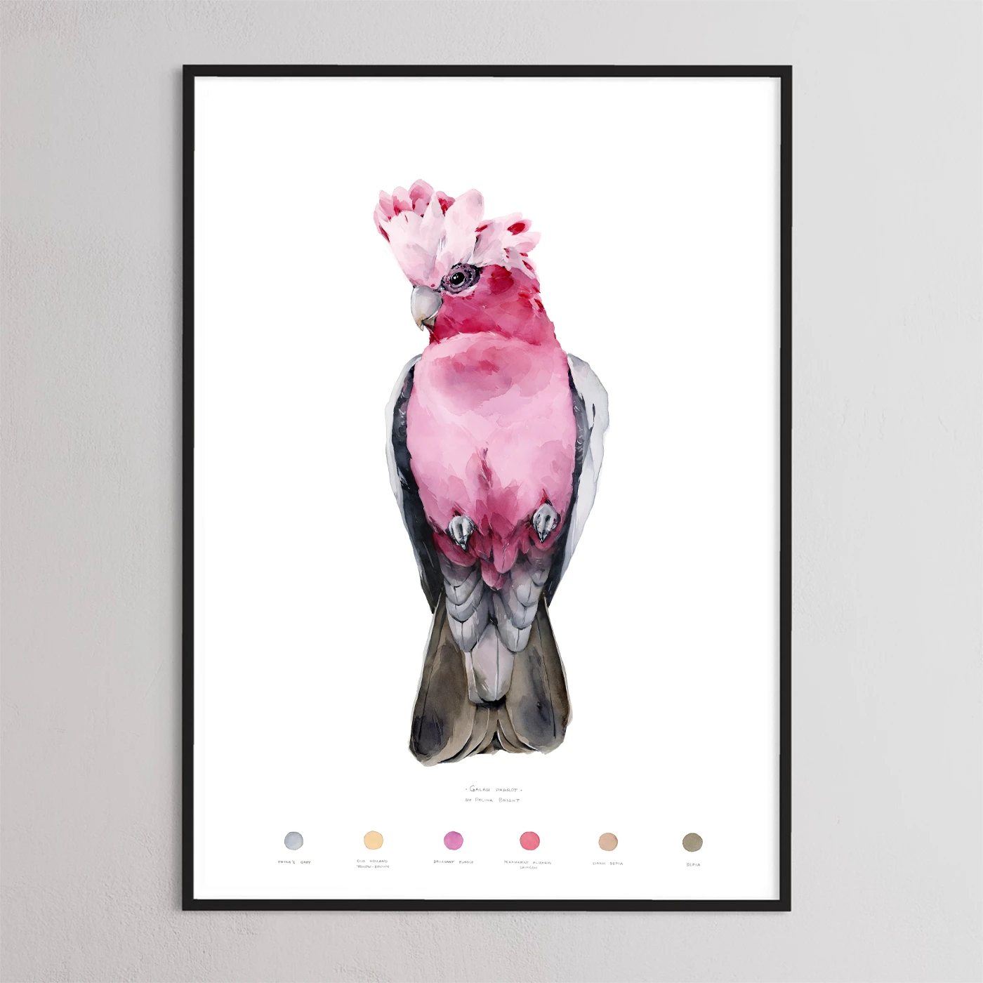 Galah parrot - print