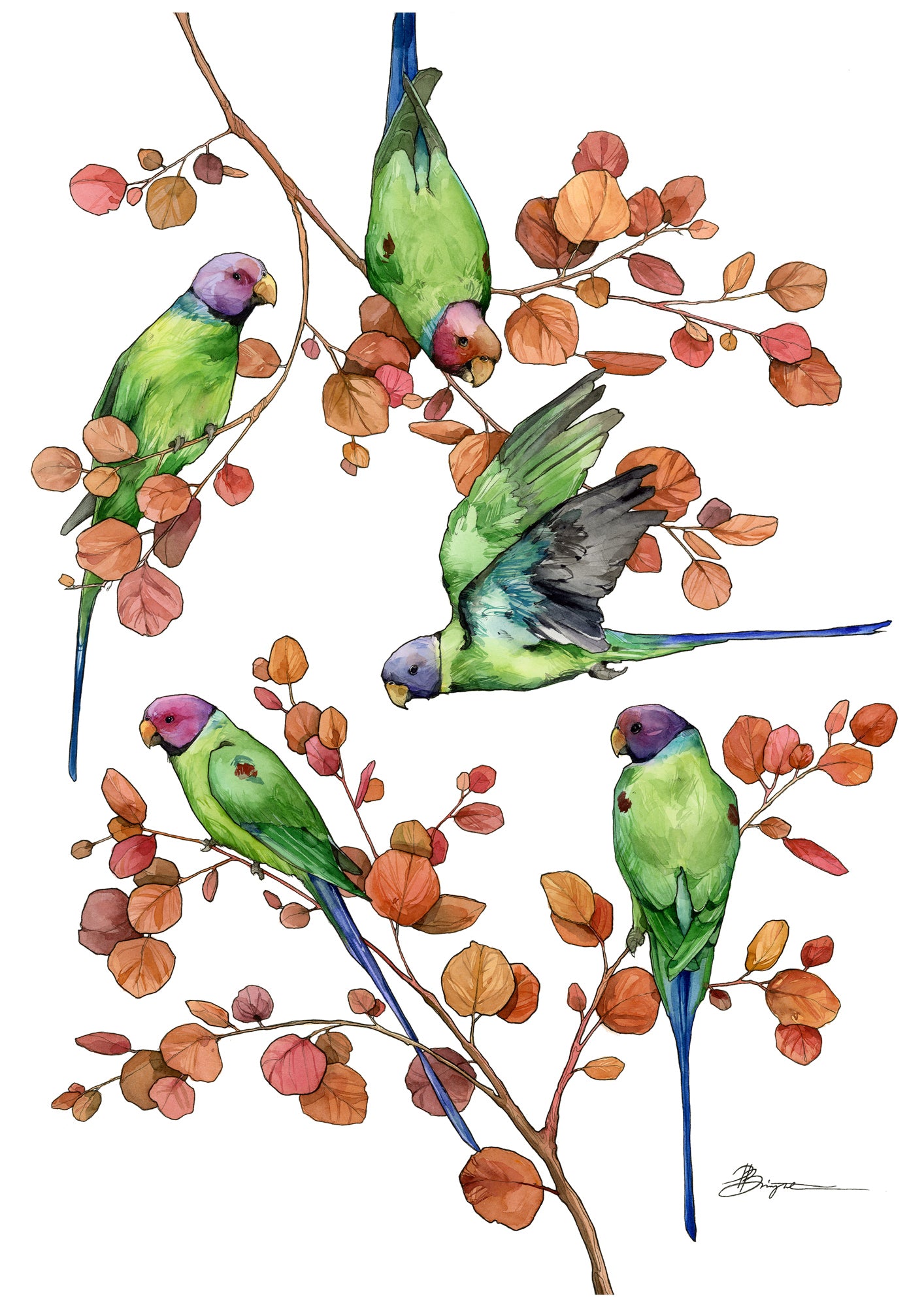 Ring-necked parakeets