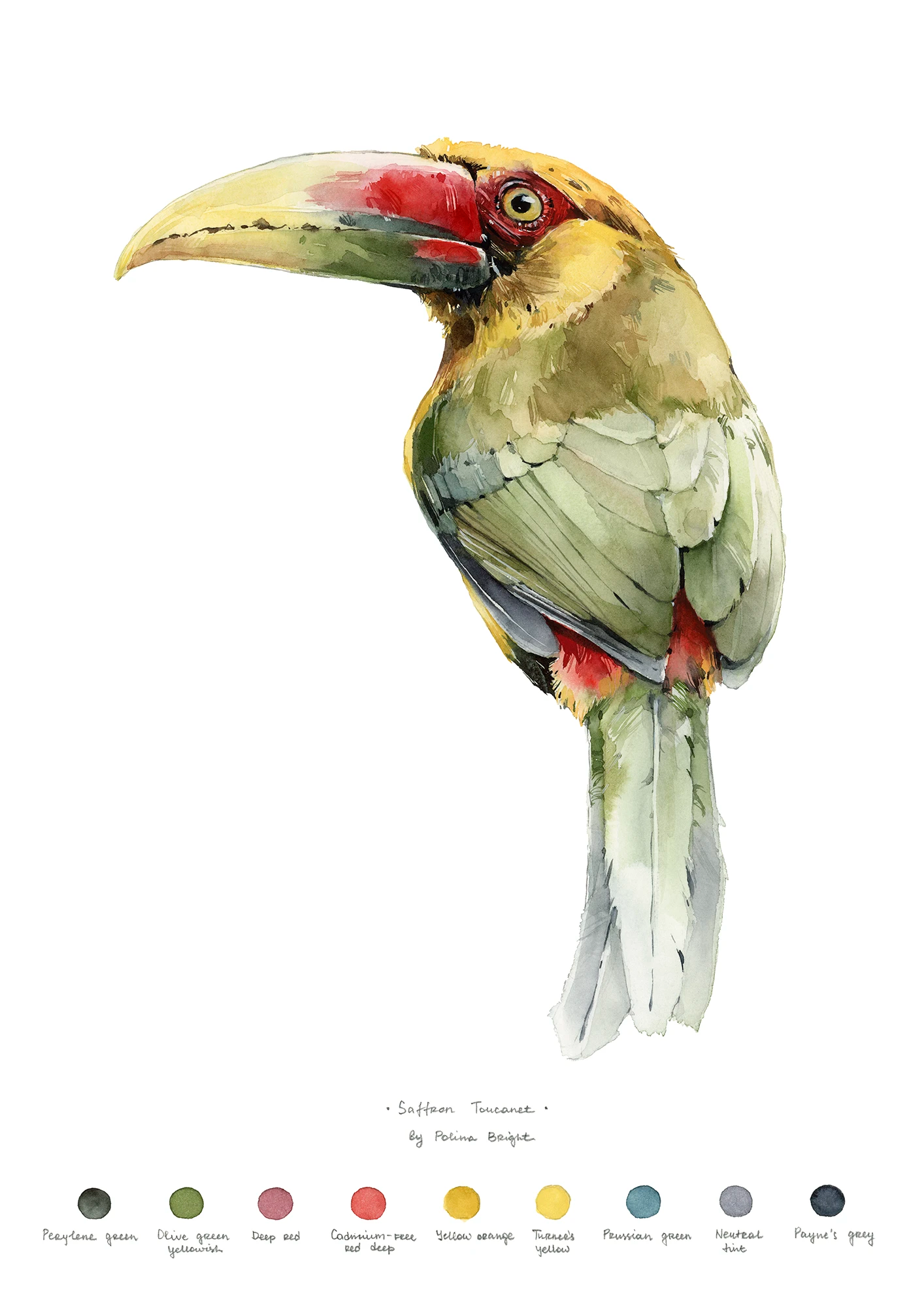 Saffron toucanet print by Polina Bright