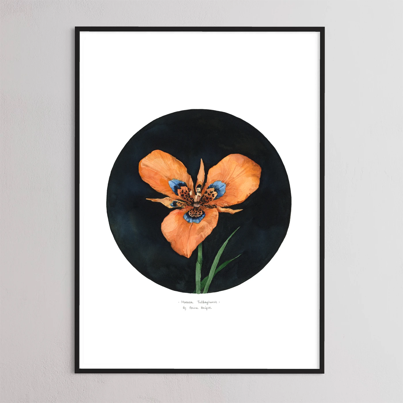 Moraea tulbaghensis by Polina Bright