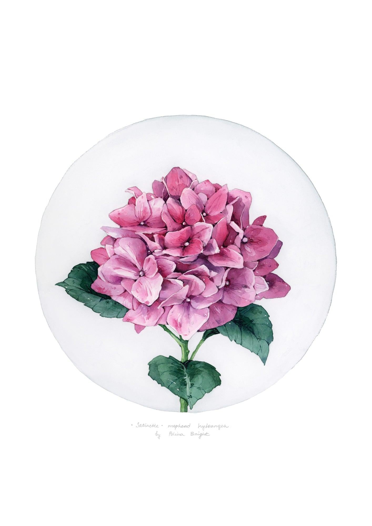 Satinette Mophead Hydrangea by Polina Bright