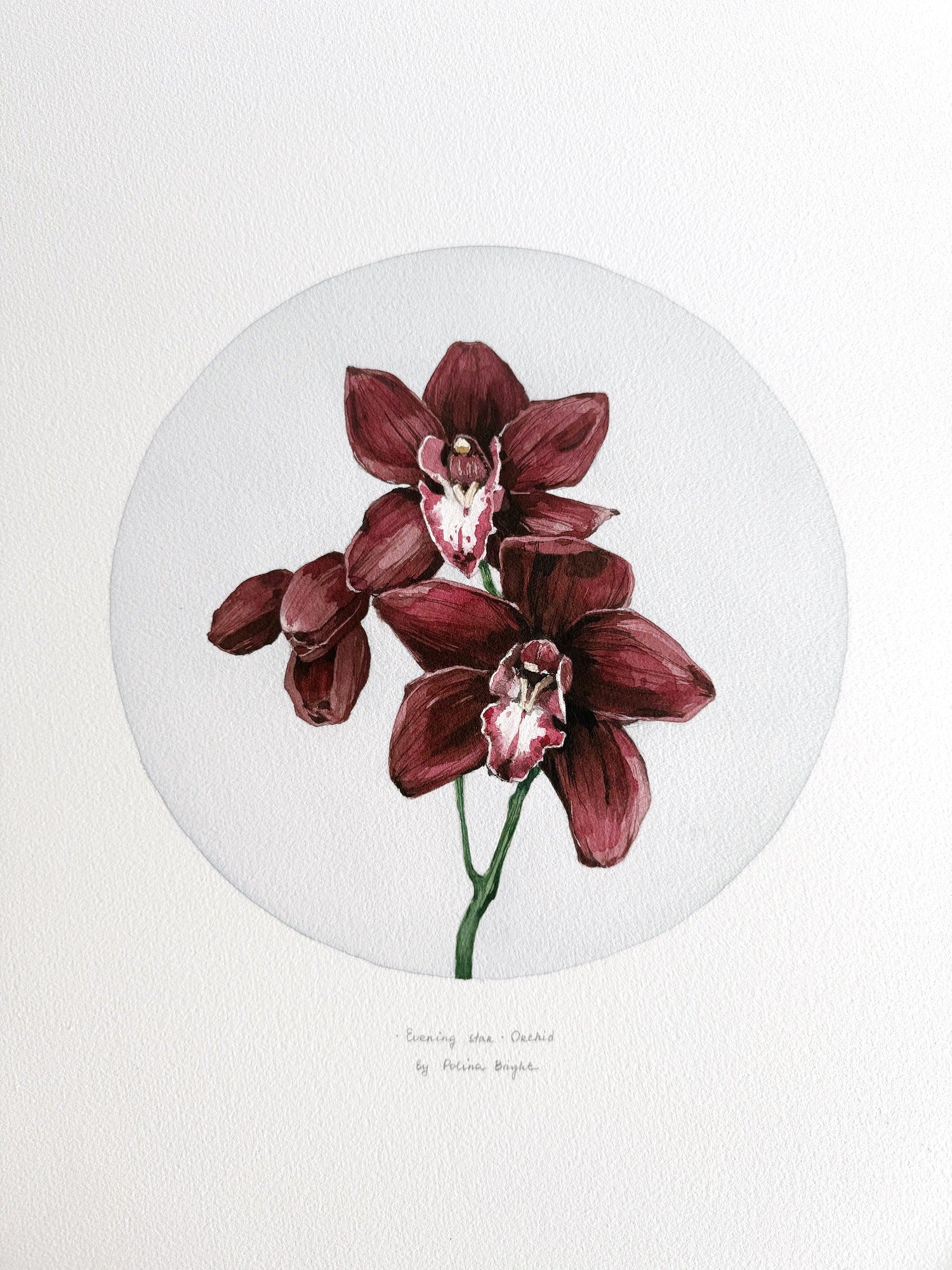Evening star orchid - print