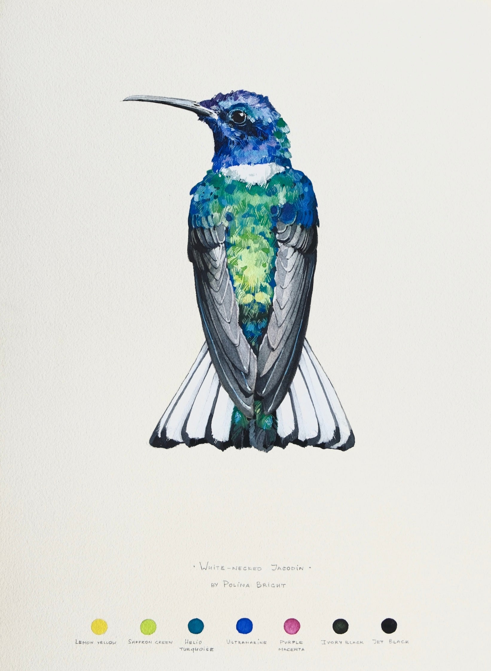 White-necked jacobin