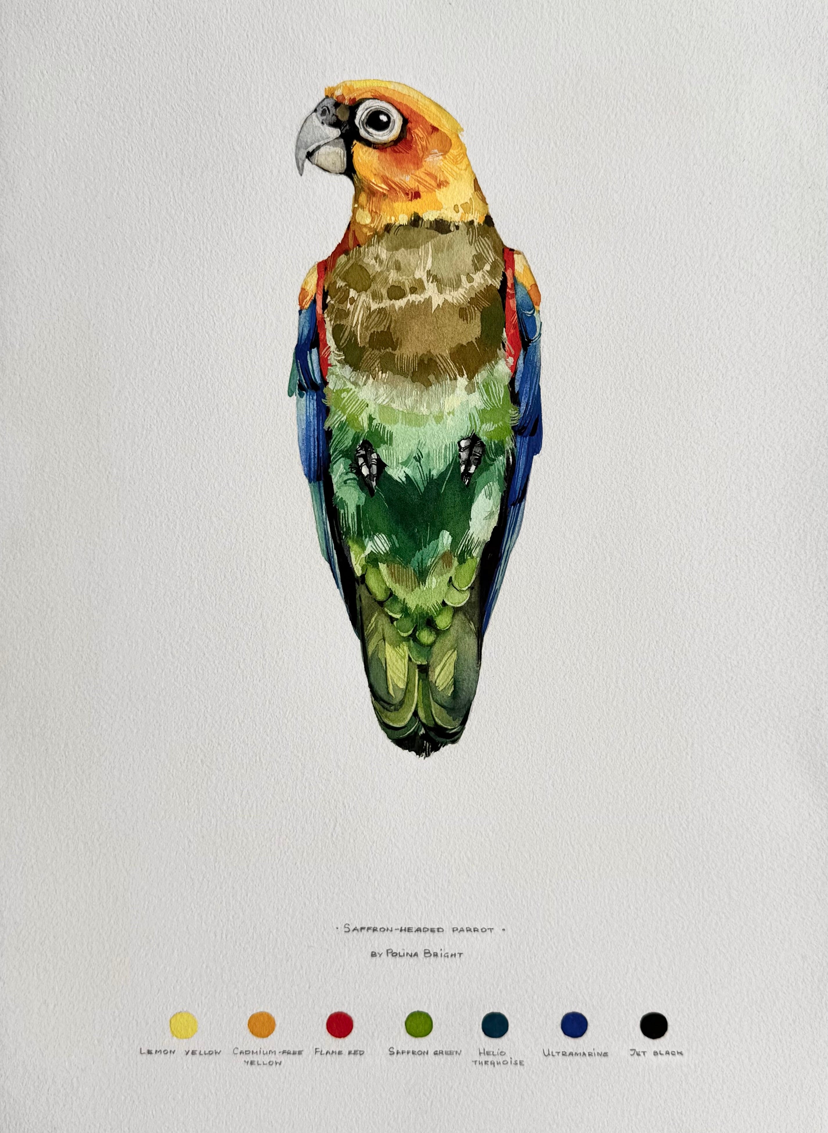 Saffron-headed parrot