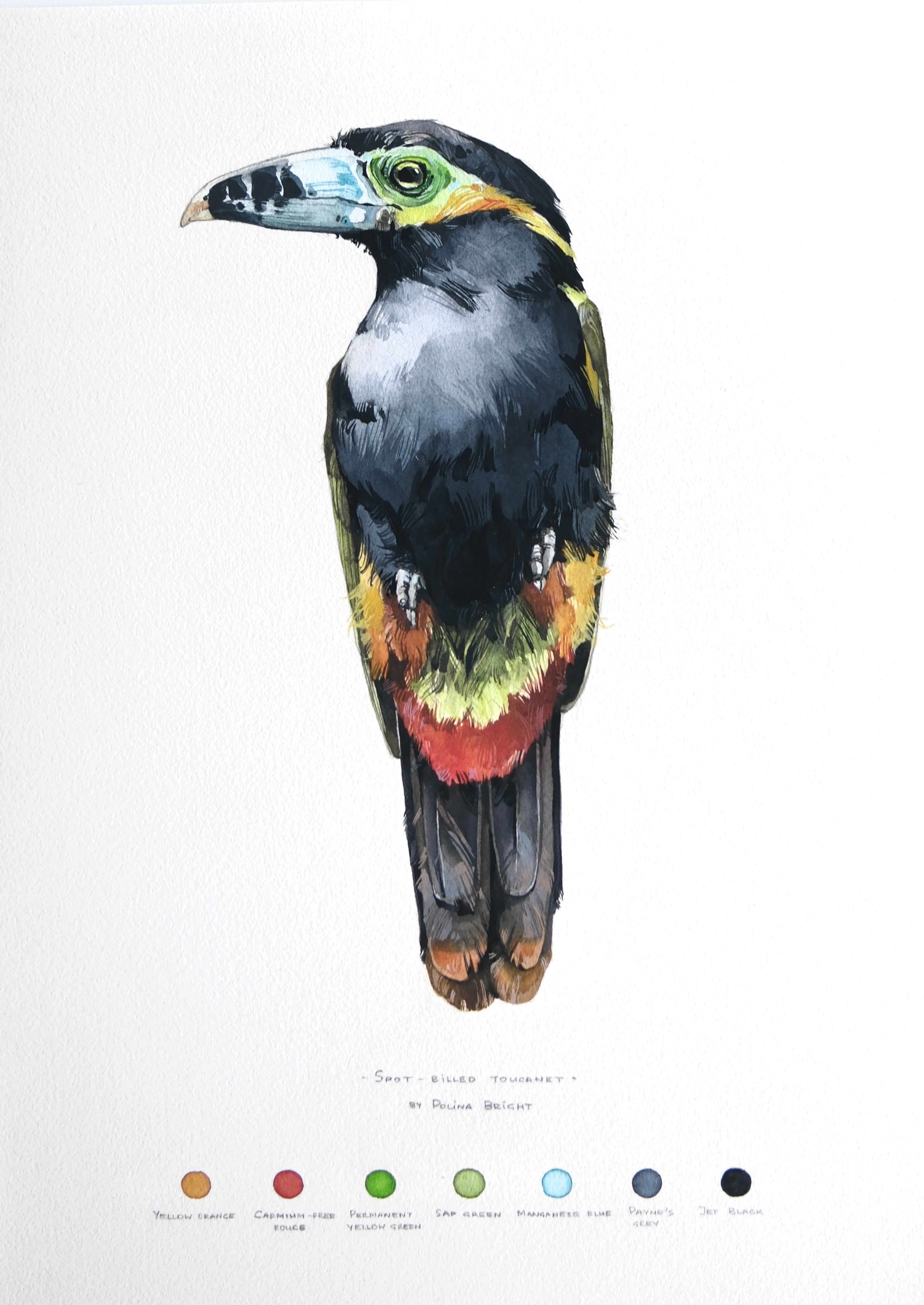 Spot-billed toucanet