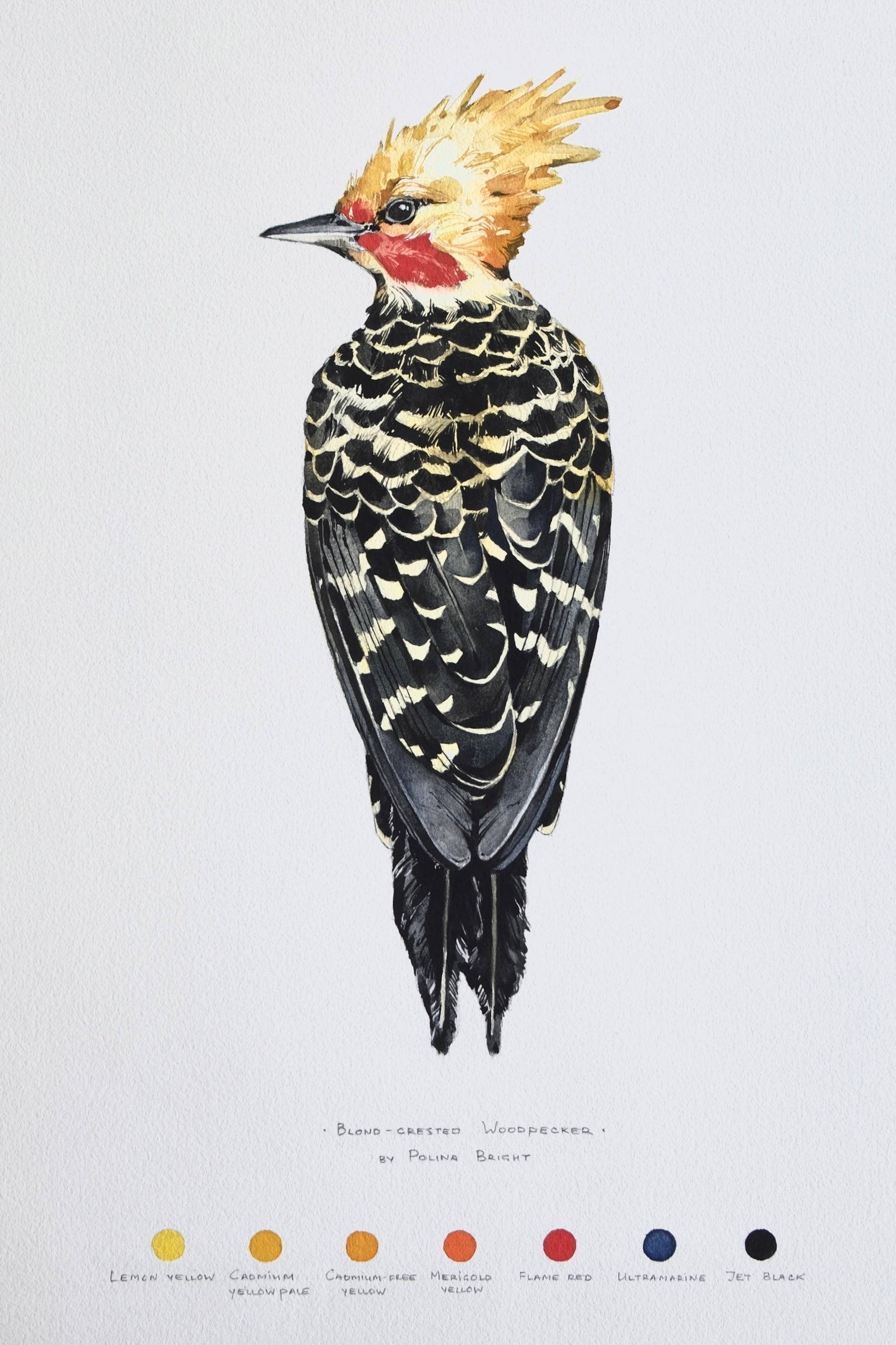 Blond-crested woodpecker