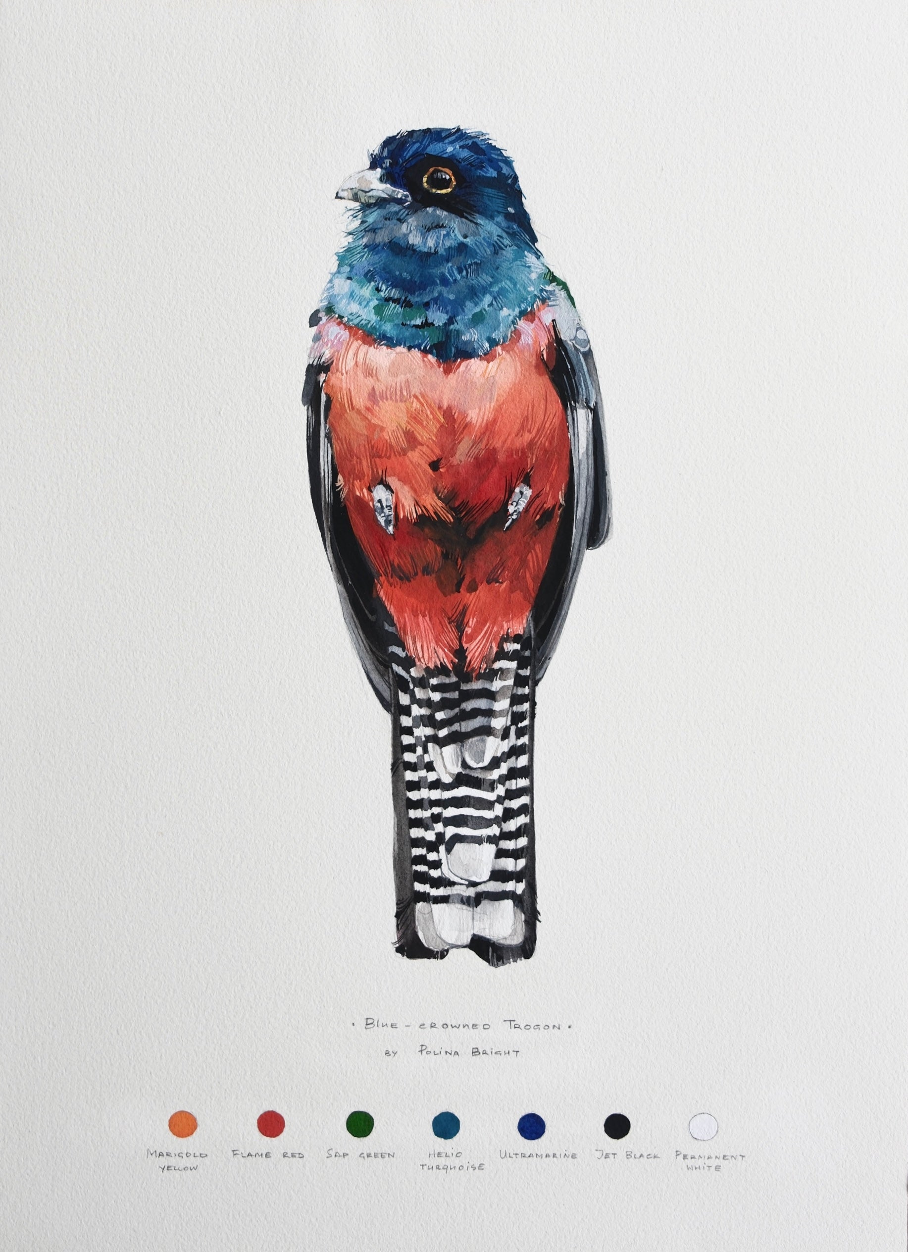 Blue-crowned trogon