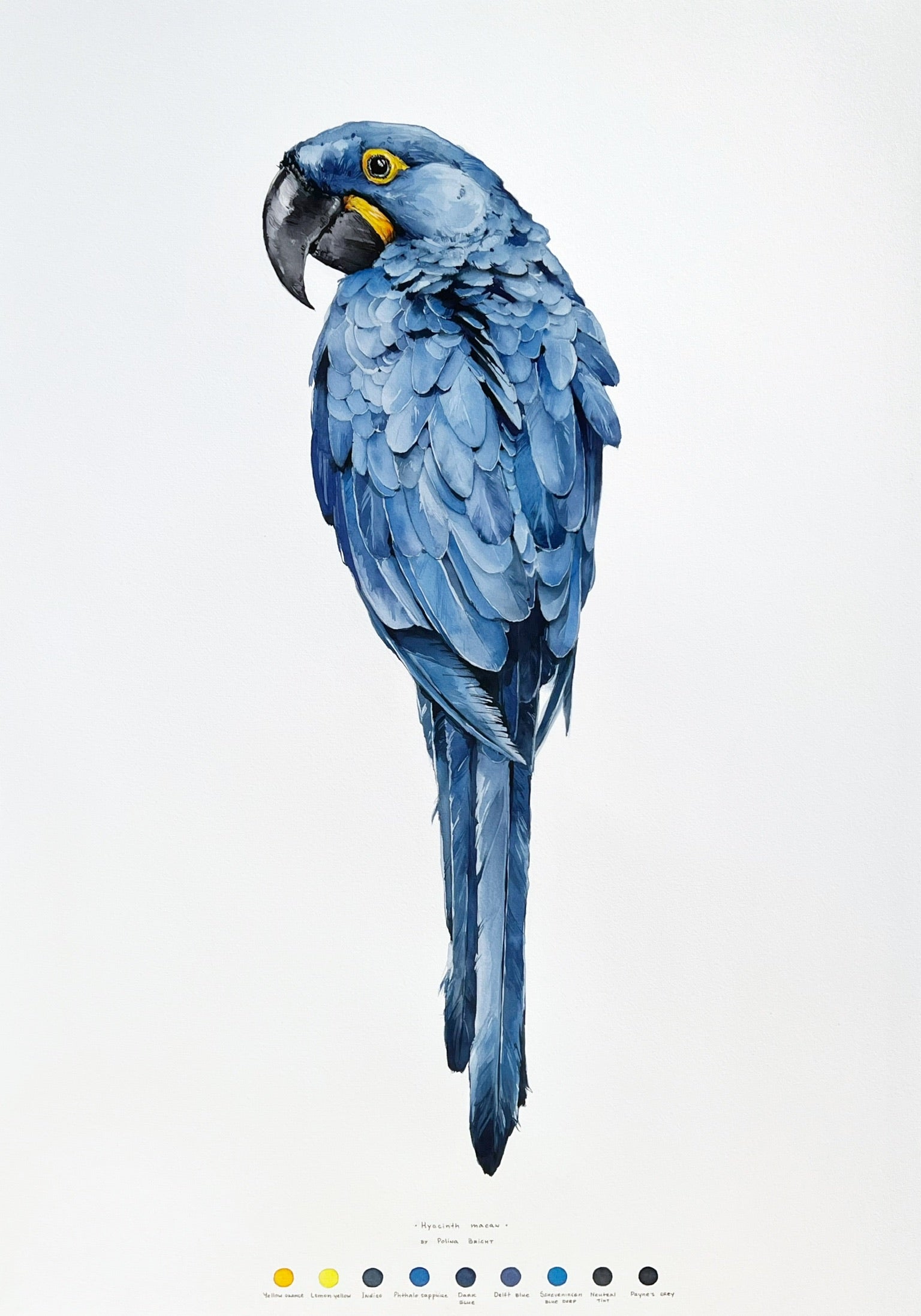 Hyacinth Macaw