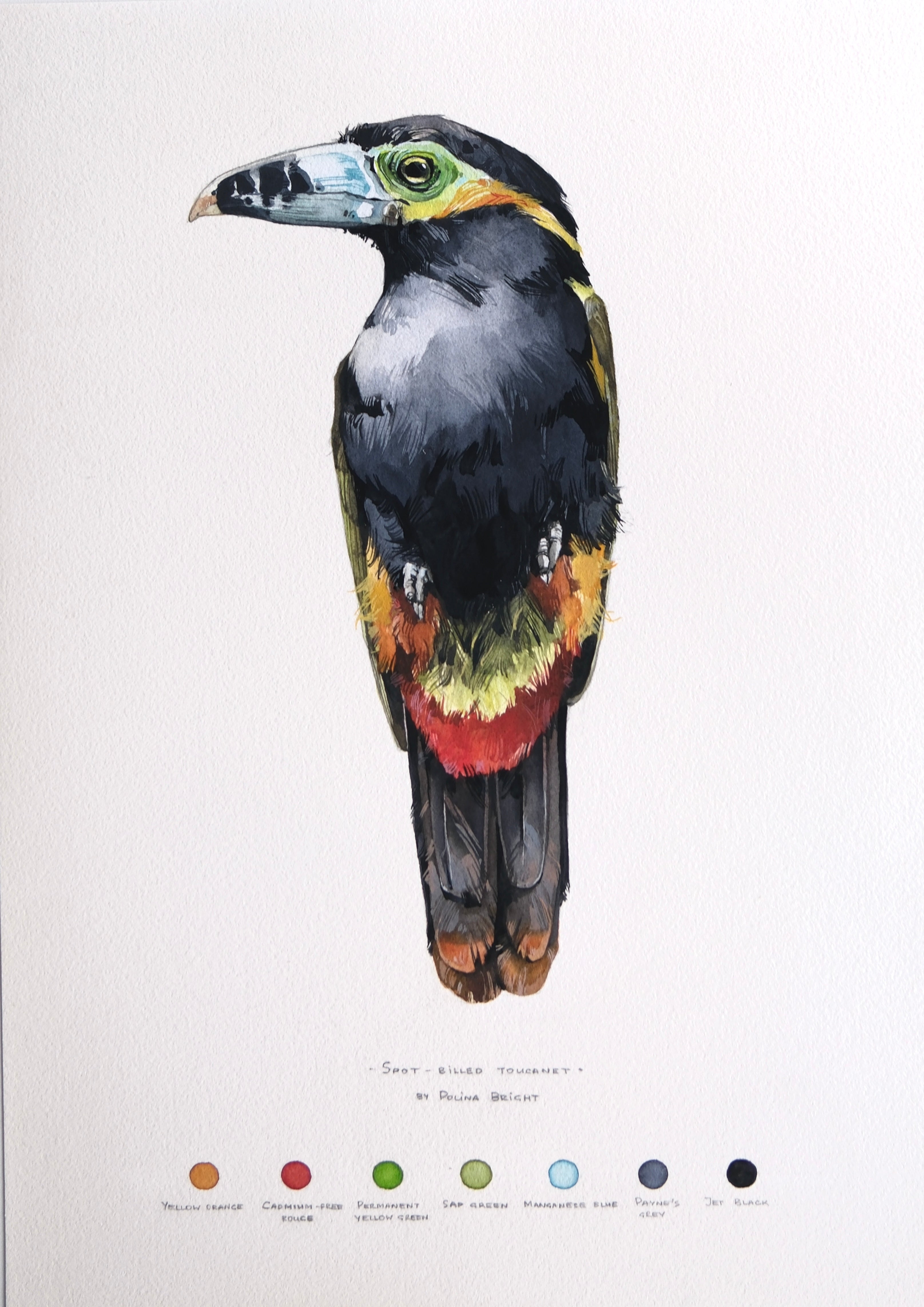 Spot-billed toucanet