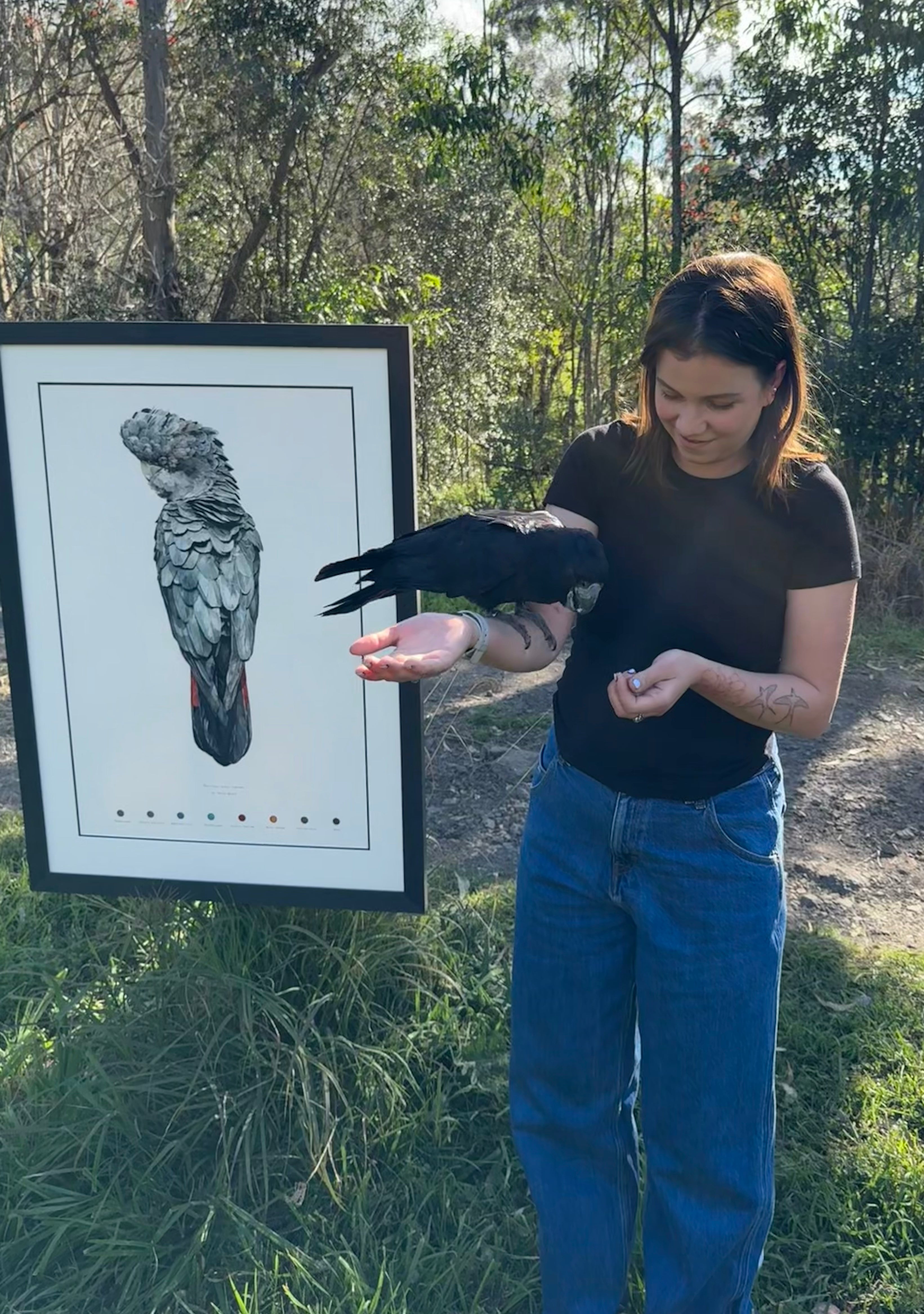 Red-tailed black cockatoo (male)