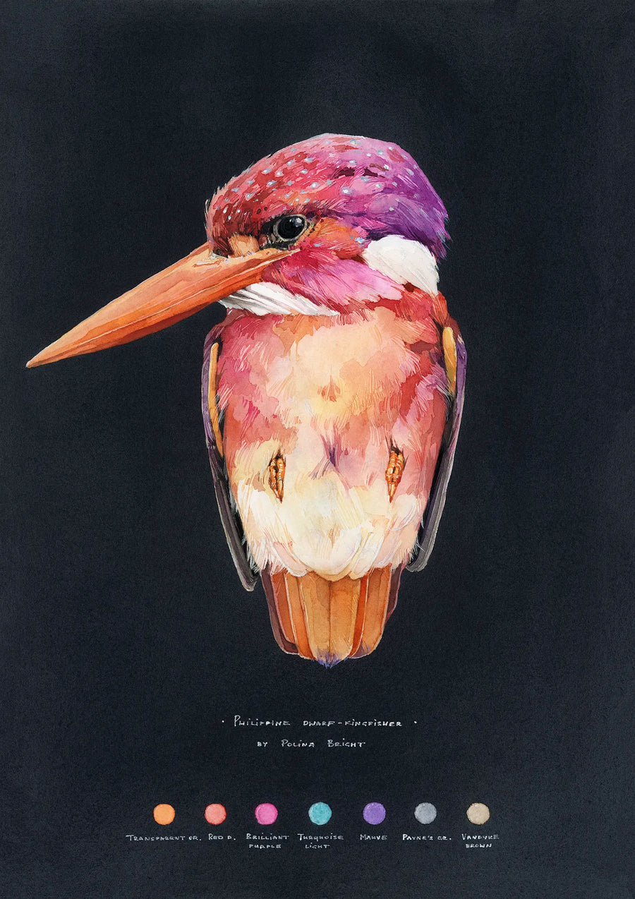 Philippine Dwarf Kingfisher by Polina Bright