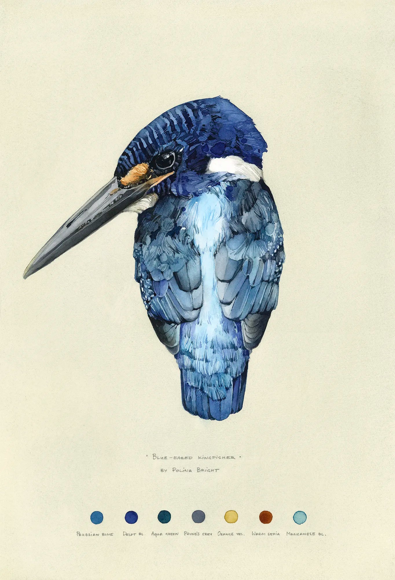 Blue-eared Kingfisher