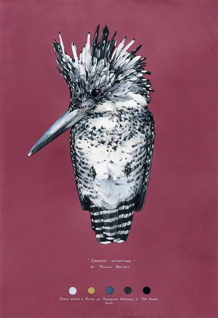 Crested Kingfisher