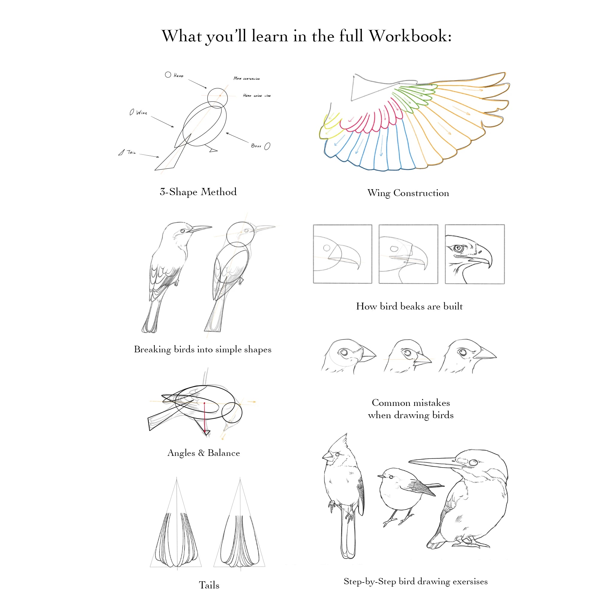 Drawing Birds - Structure, Form and Practice