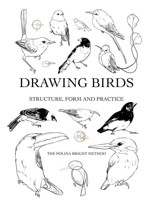 Drawing Birds - Structure, Form and Practice