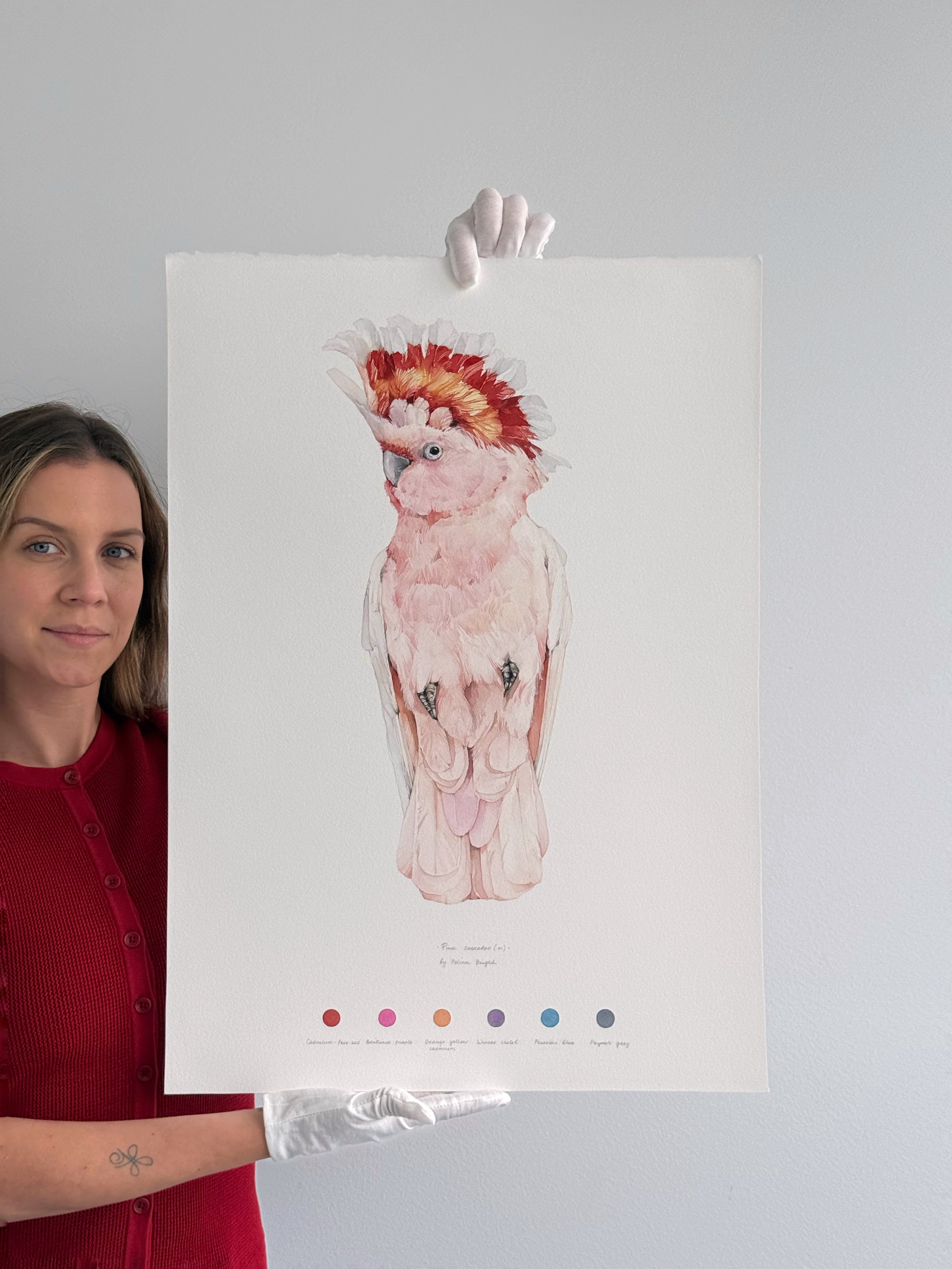 Pink cockatoo (male)