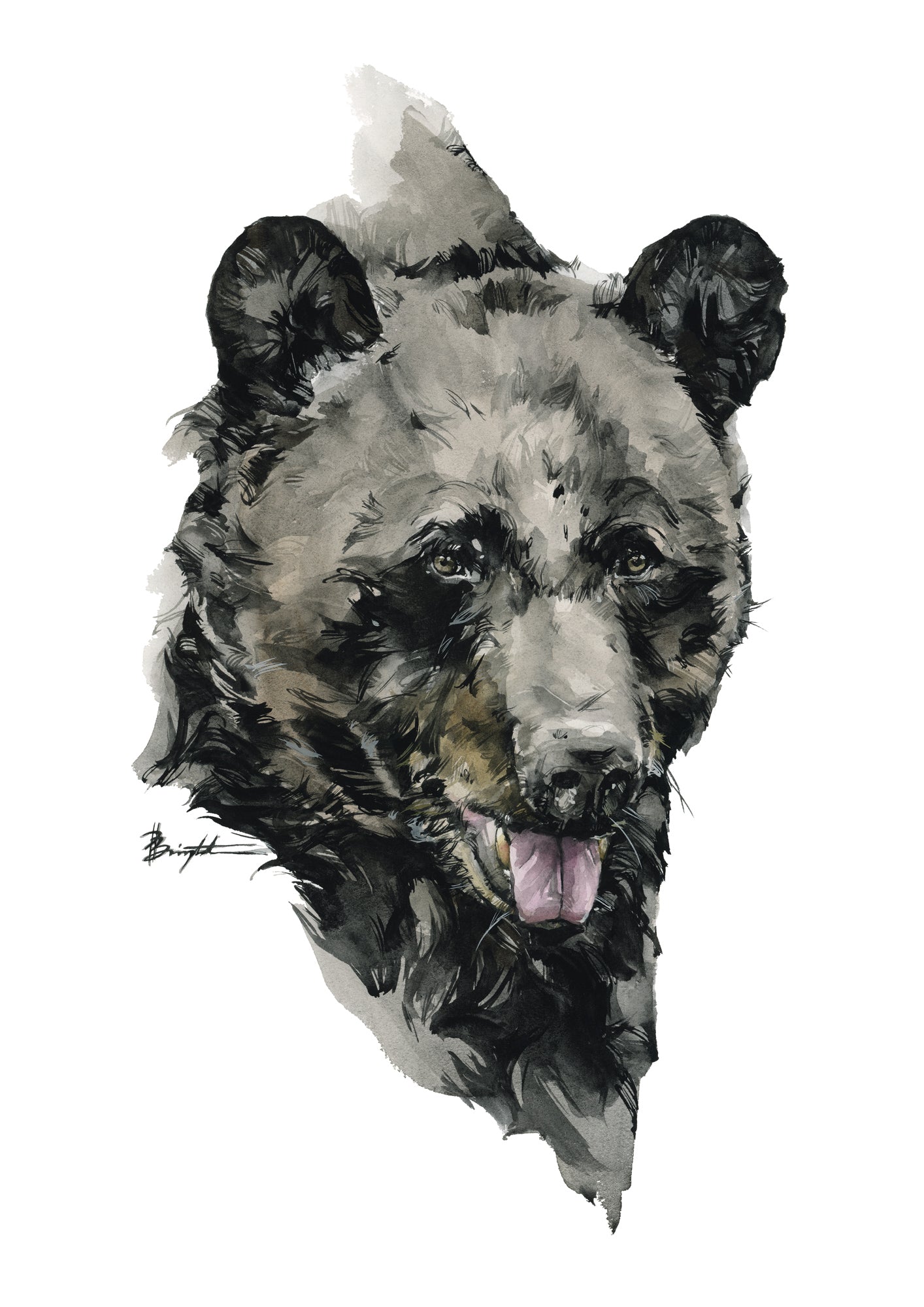 Black Bear