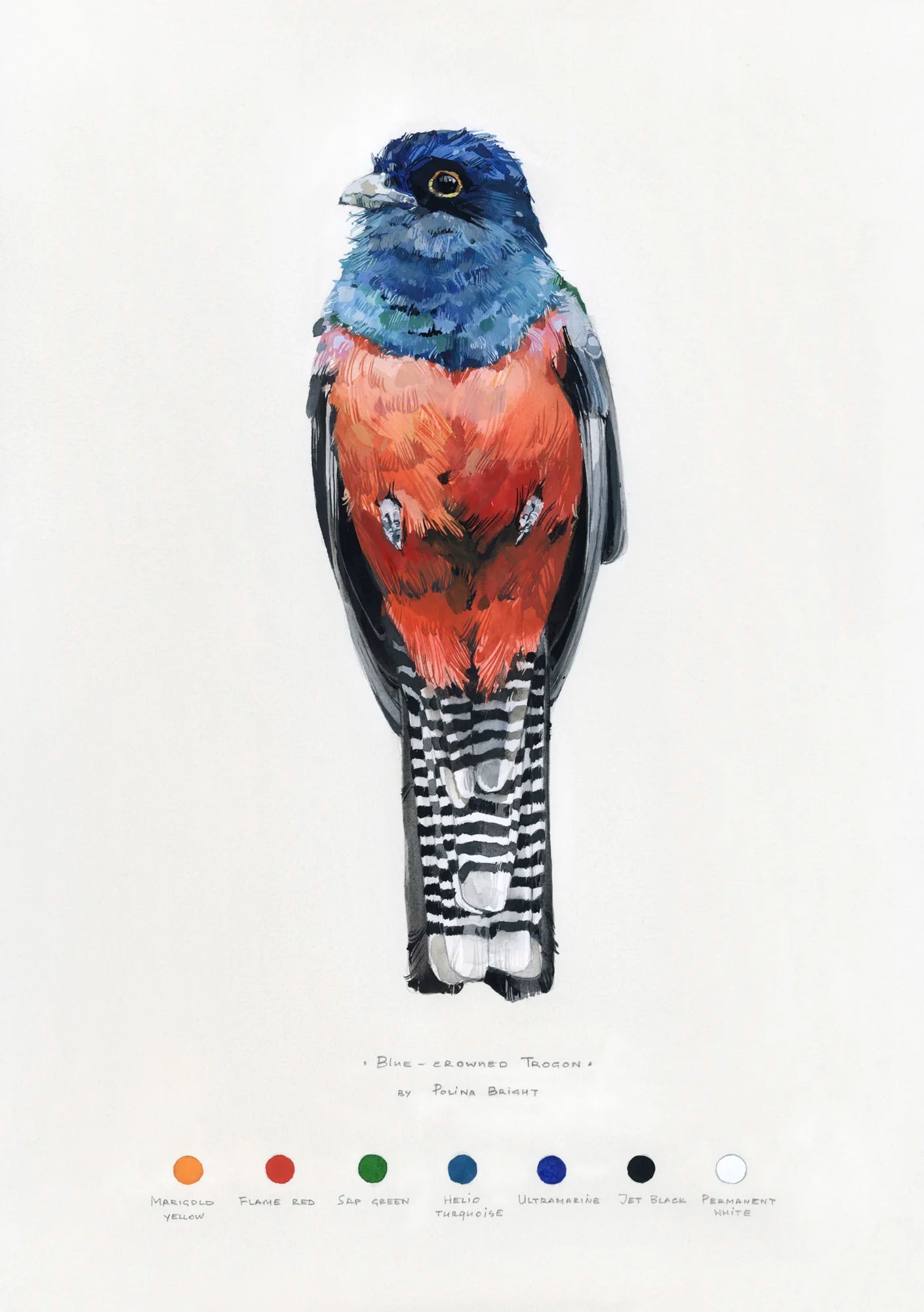 Blue-crowned trogon