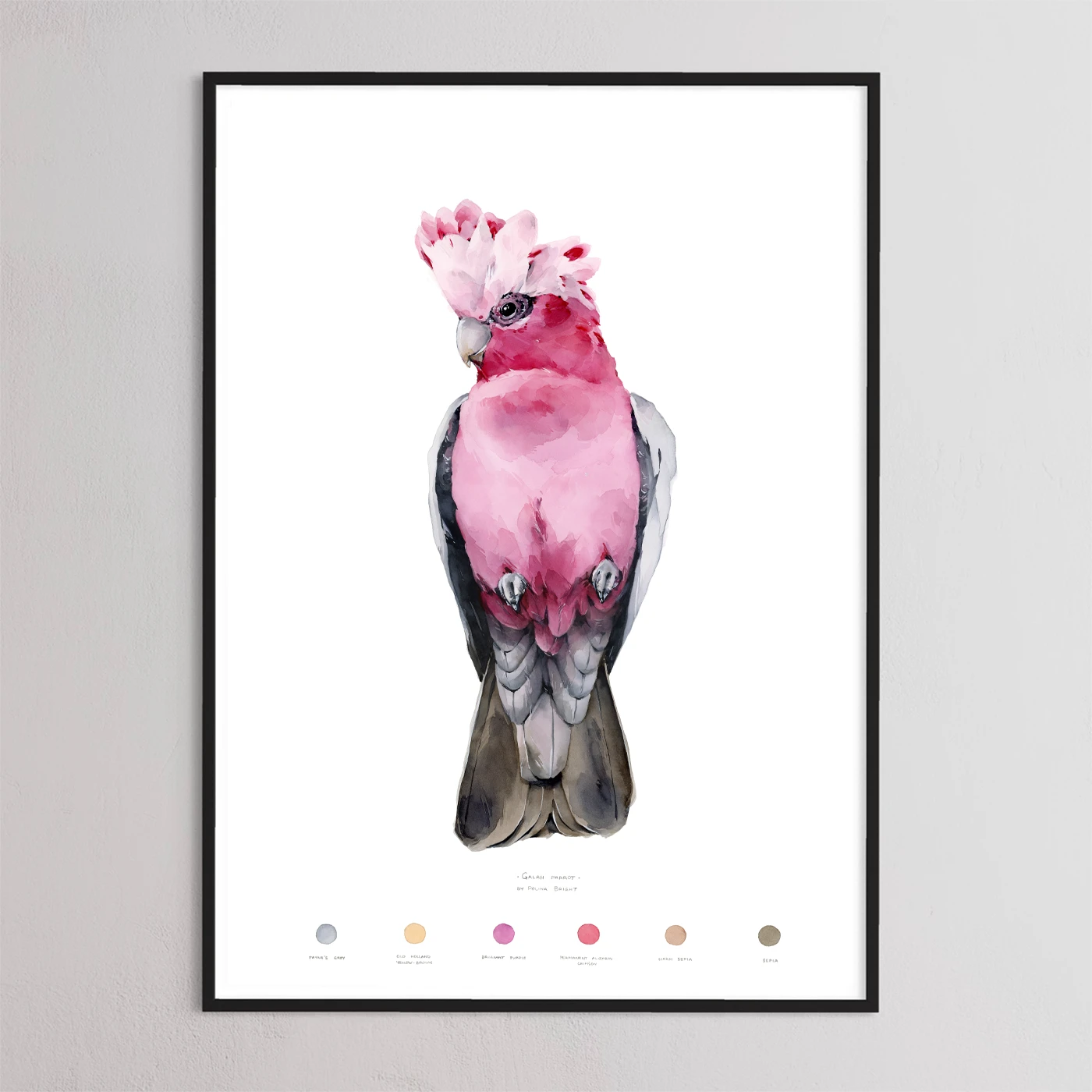 Galah Parrot - print