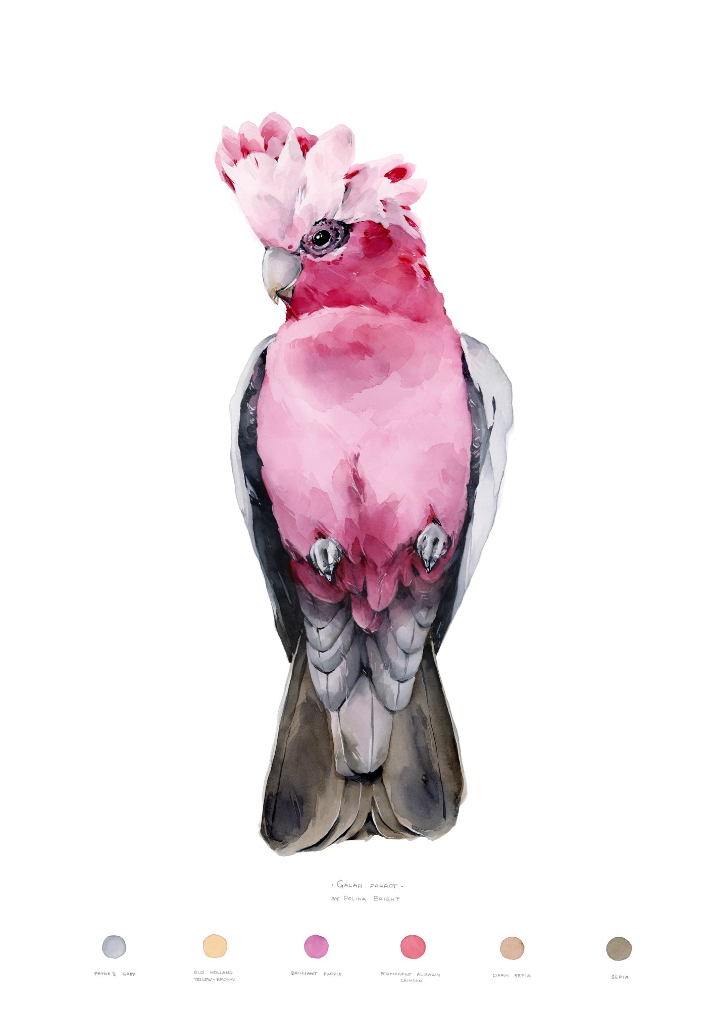 Galah Parrot by Polina Bright