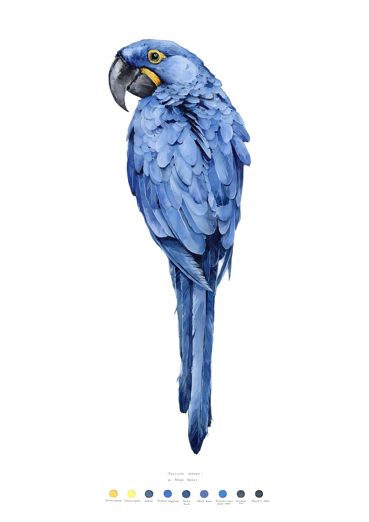 Hyacinth Macaw bird print by Polina Bright