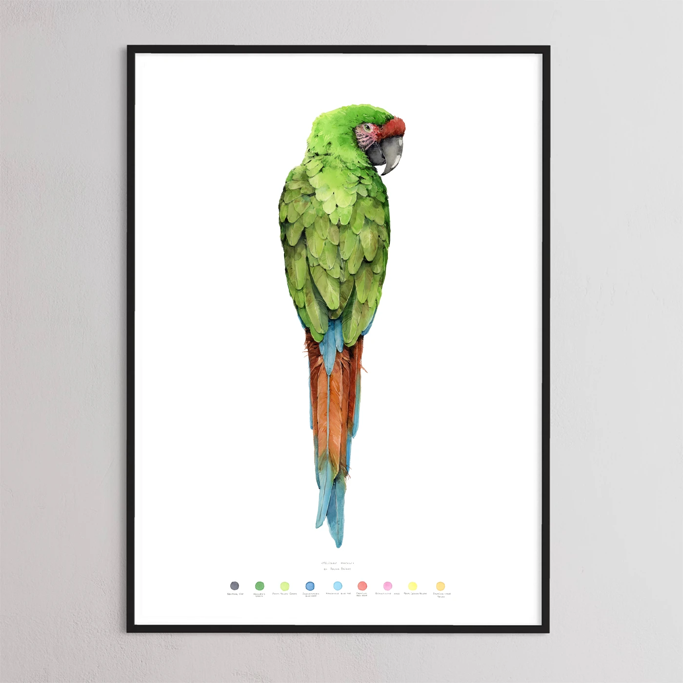Military Macaw by Polina Bright