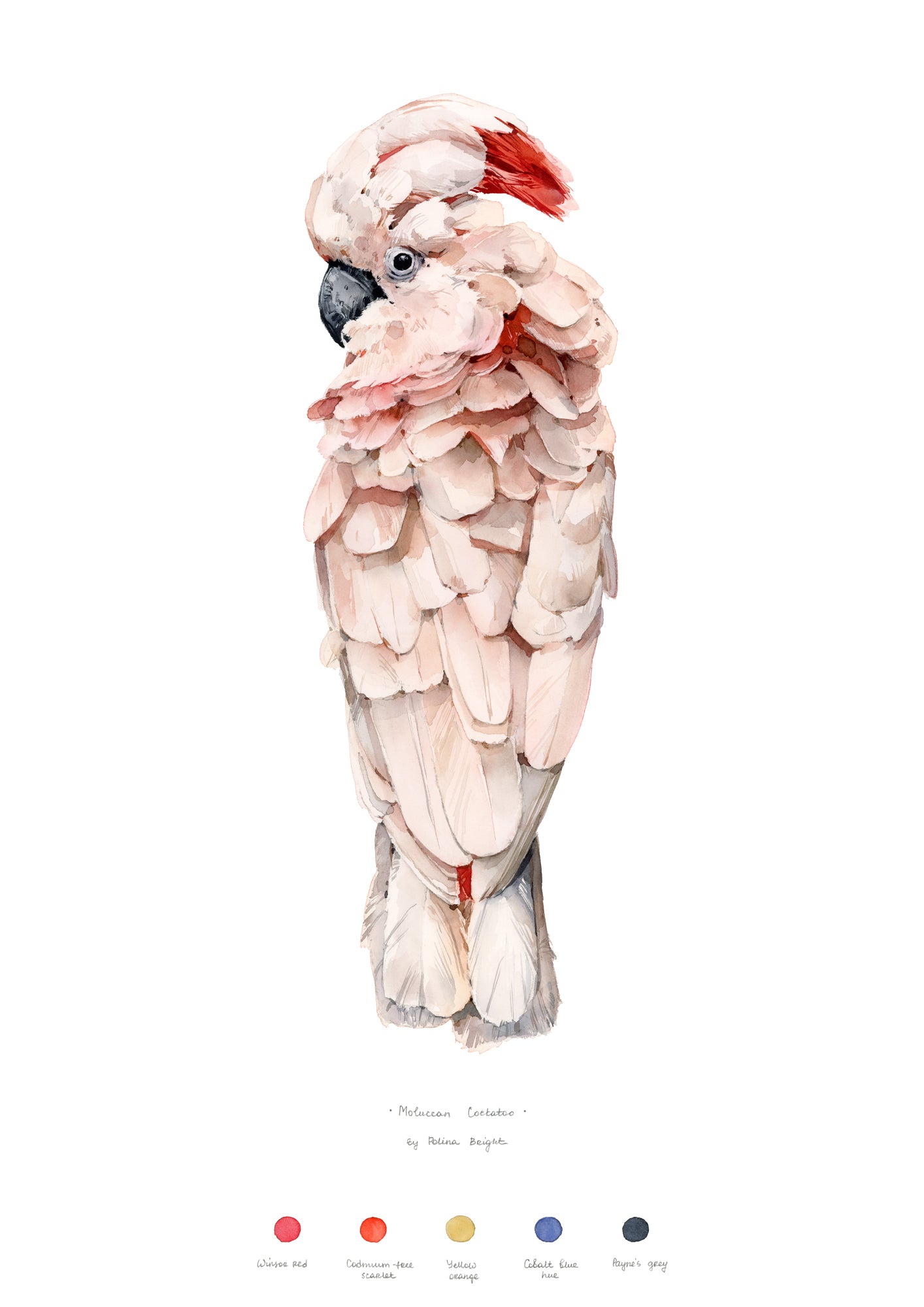 Moluccan cockatoo print by Polina Bright