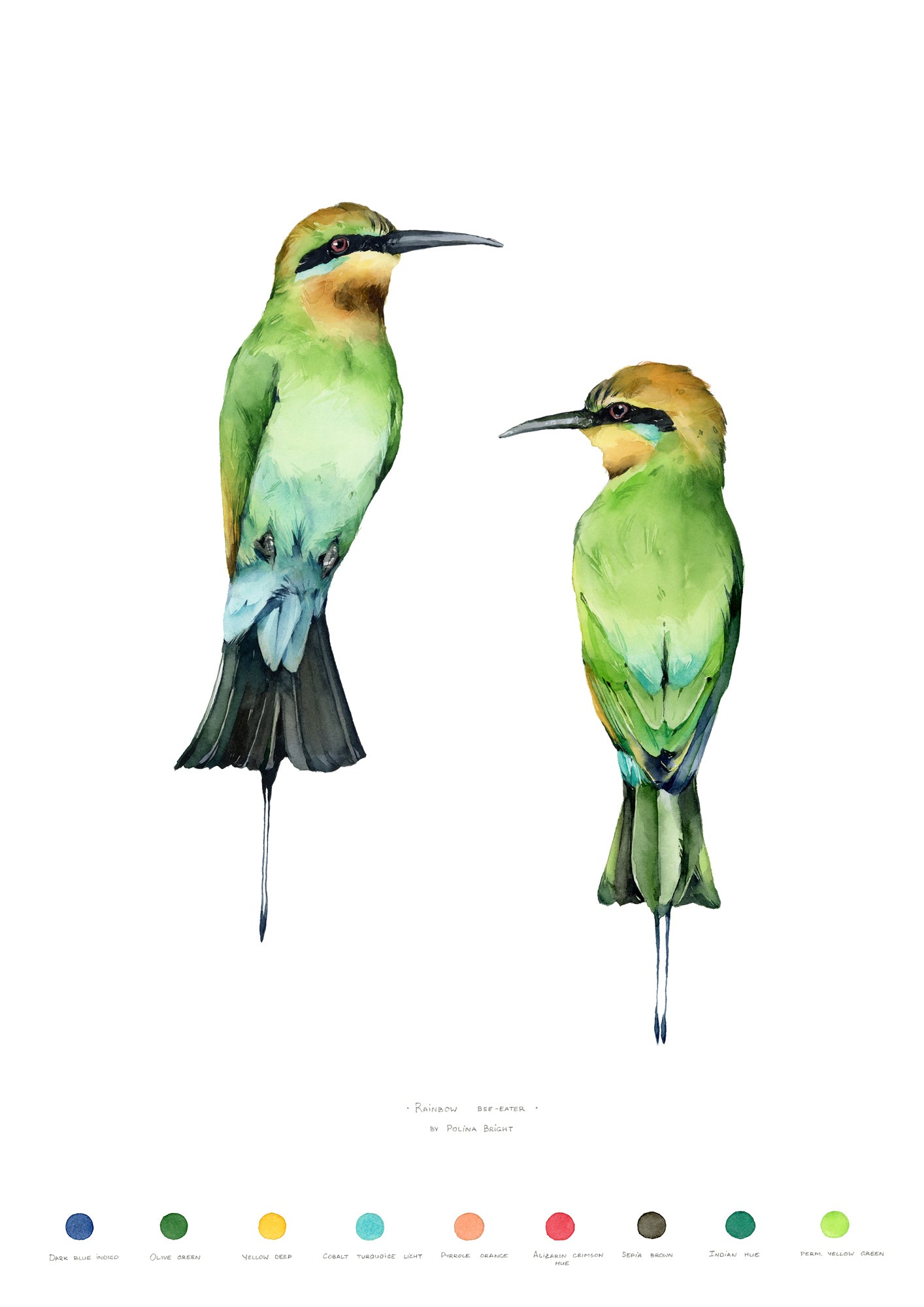 Rainbow bee-eaters by Polina Bright