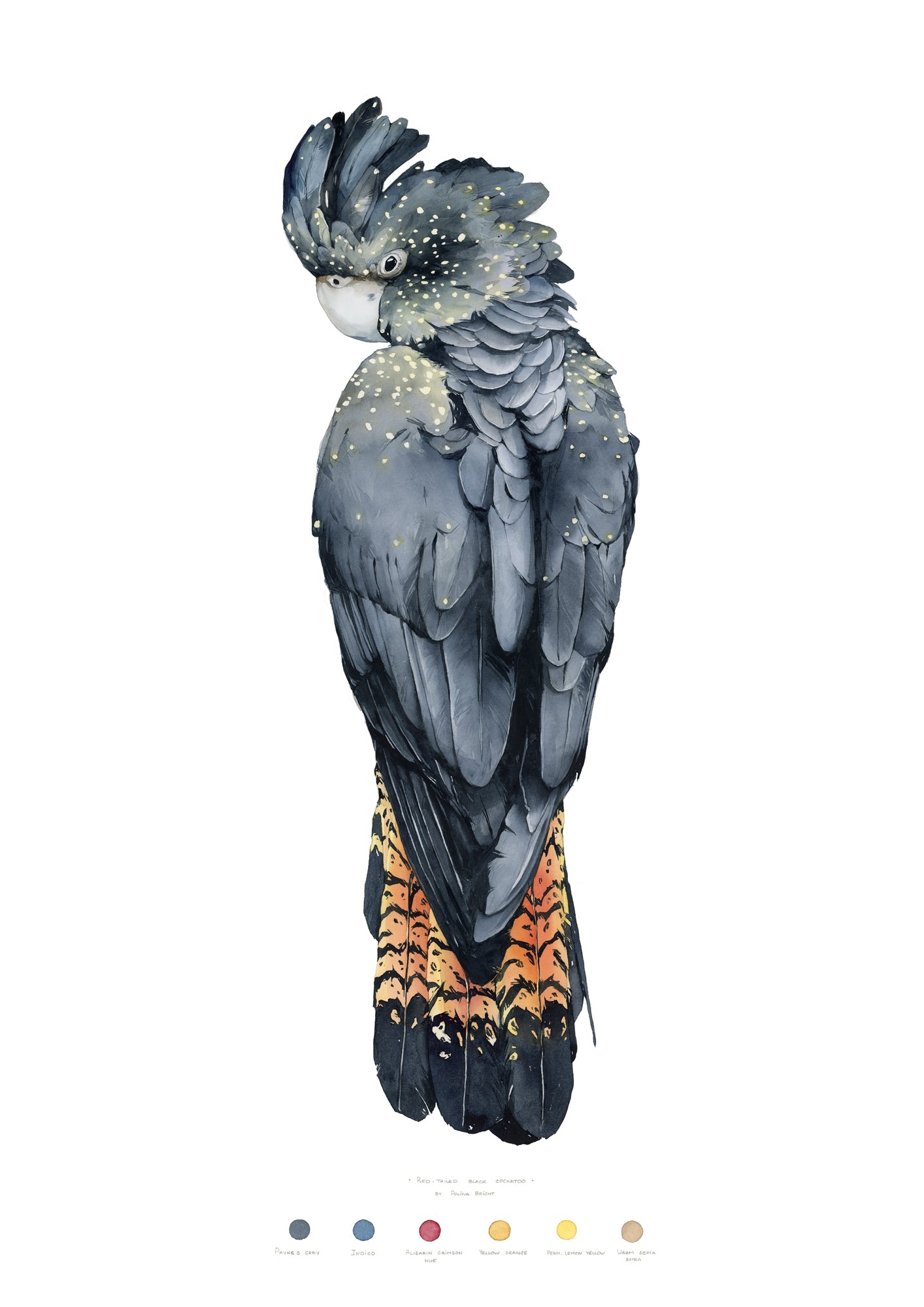 Red-tailed Black Cockatoo by Polina Bright