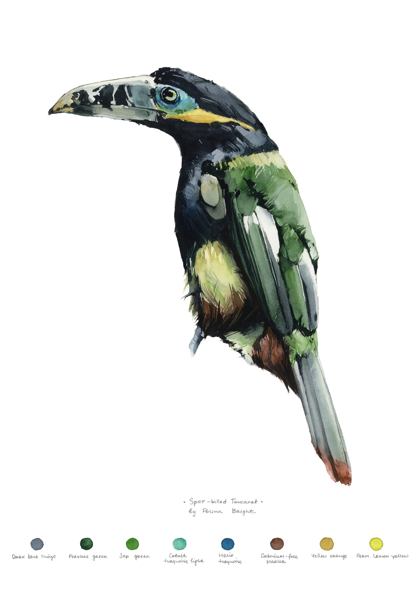 Spot billed toucanet by Polina Bright