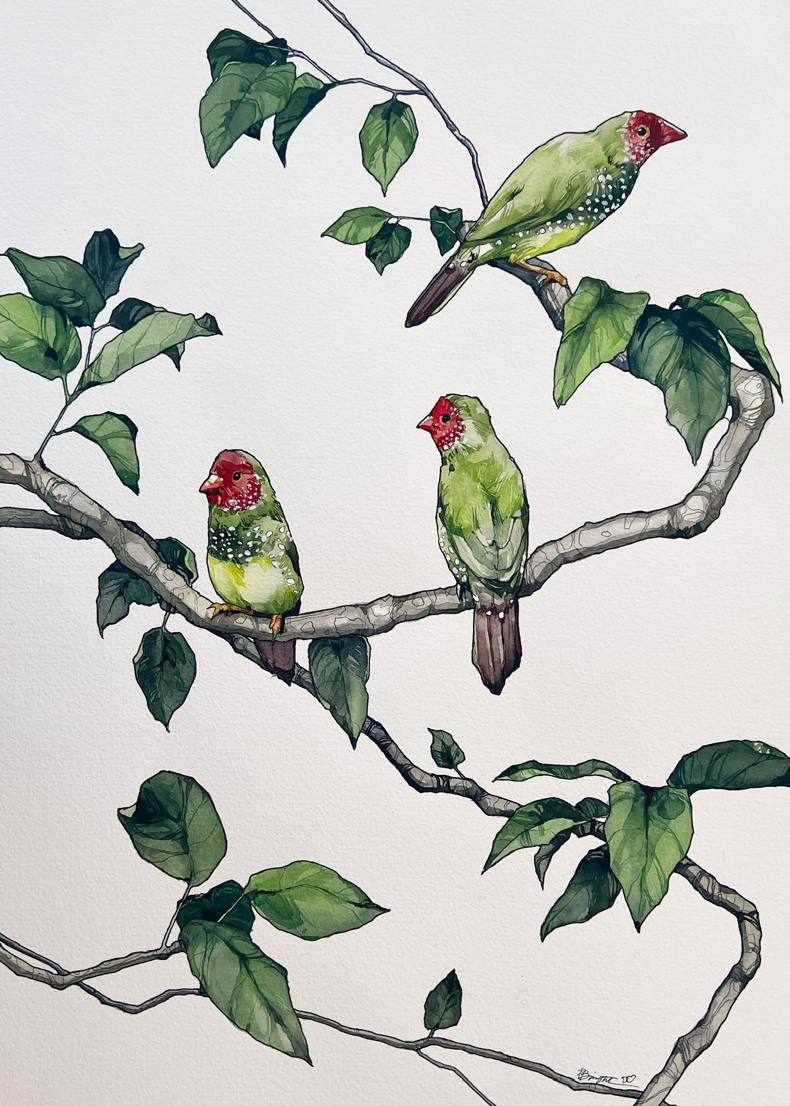 Star finches