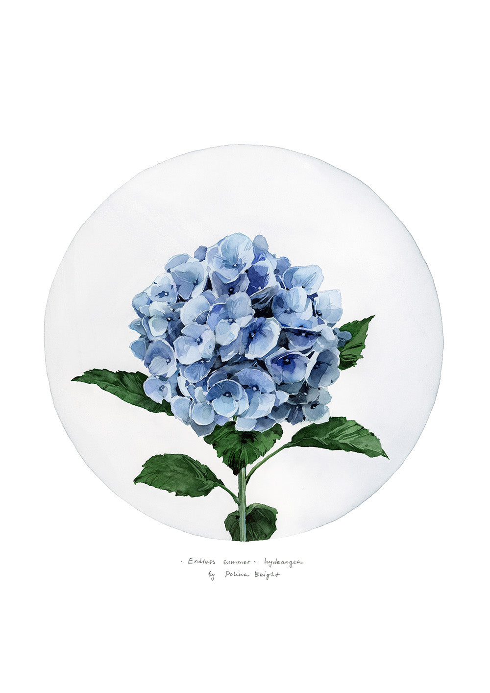 Blue hydrangea by Polina Bright