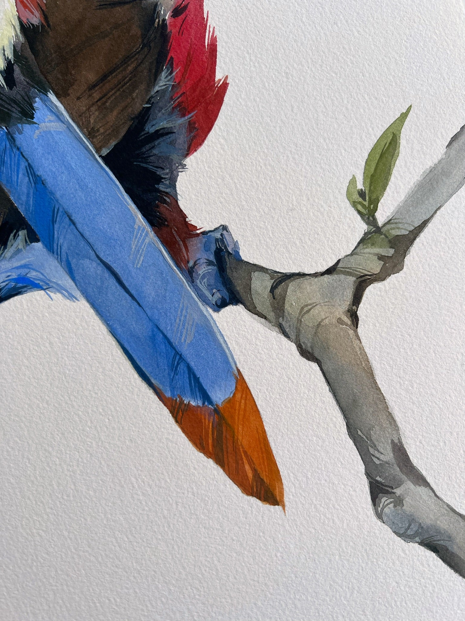 Plate-billed mountain toucans - original painting