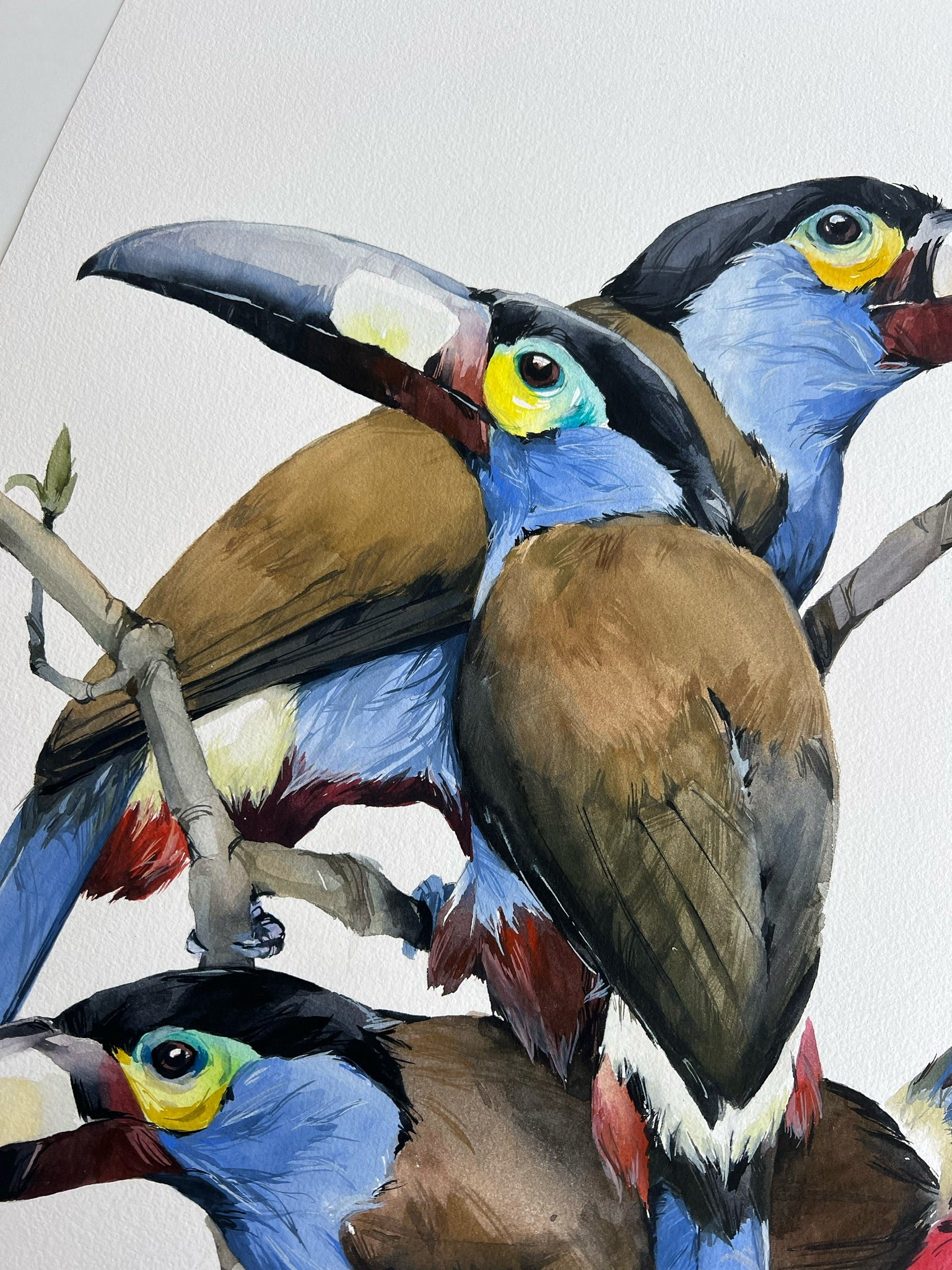 Plate-billed mountain toucans - original painting