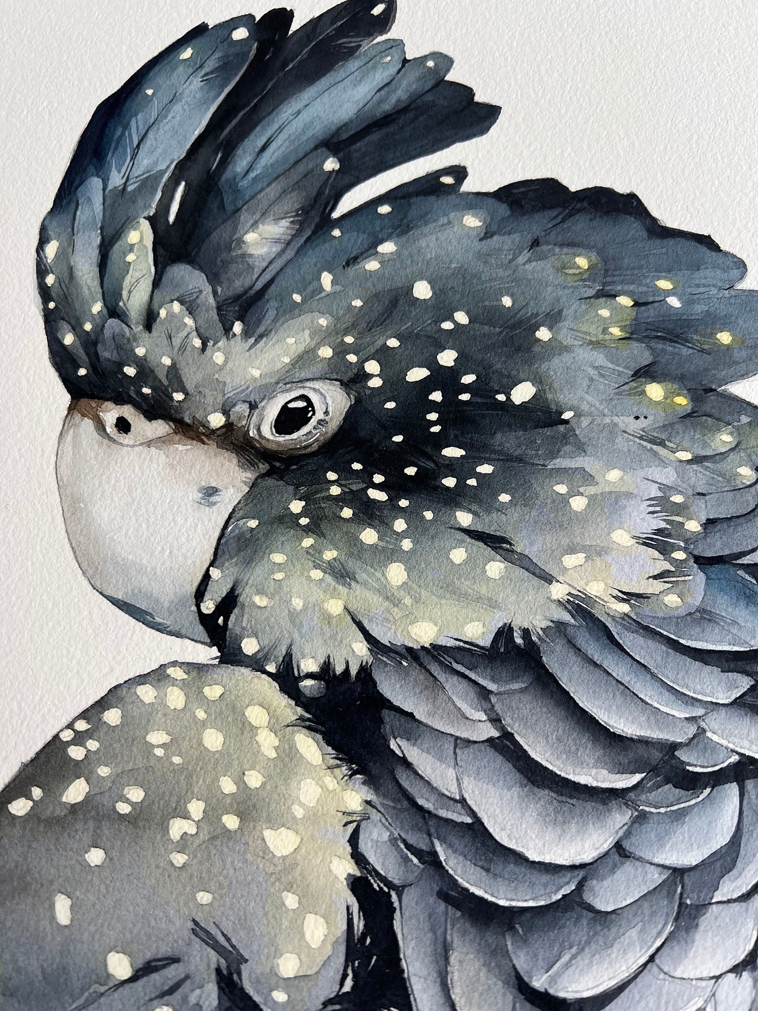“Red-tailed Black Cockatoo" - original painting