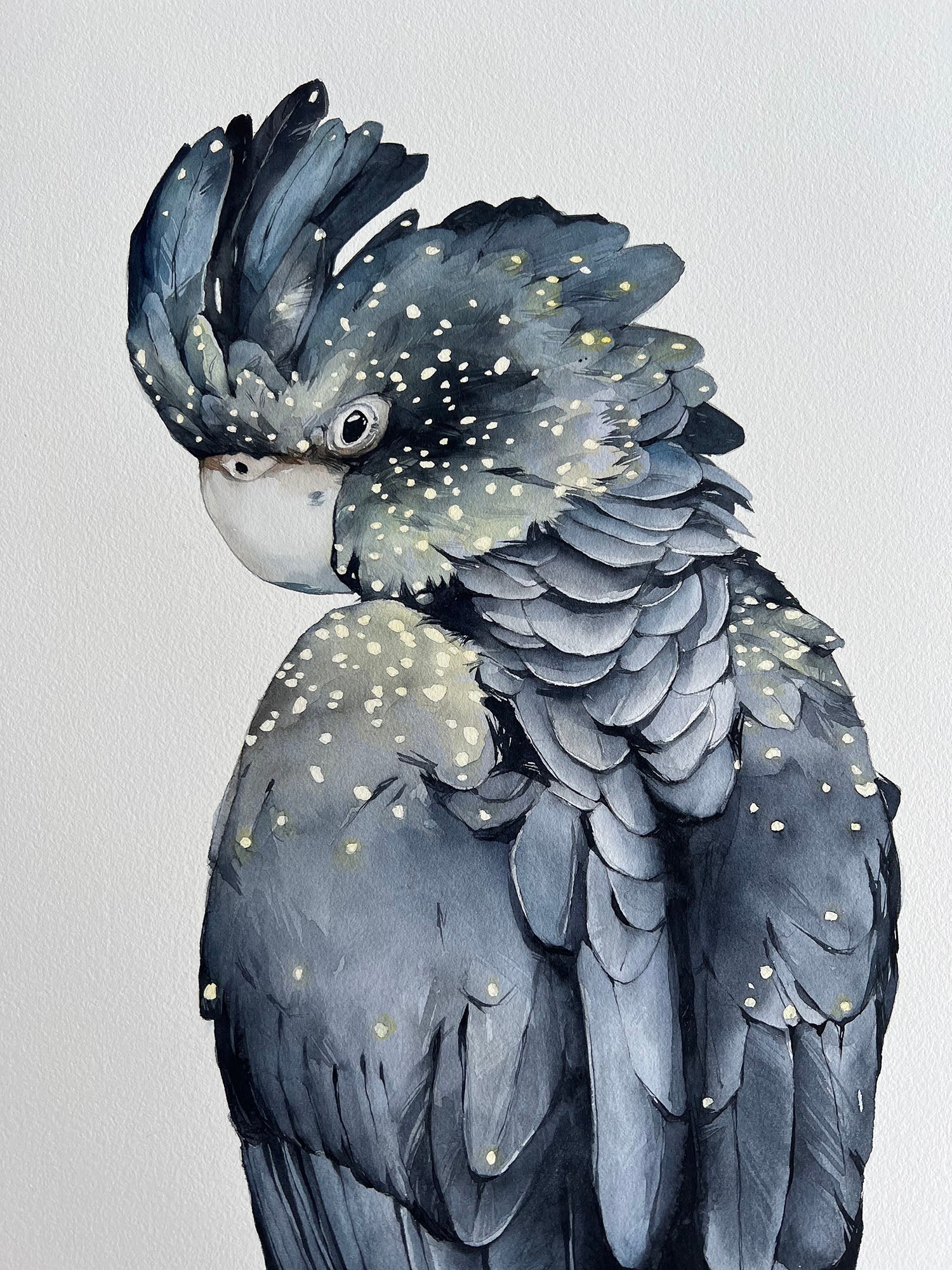 “Red-tailed Black Cockatoo" - original painting